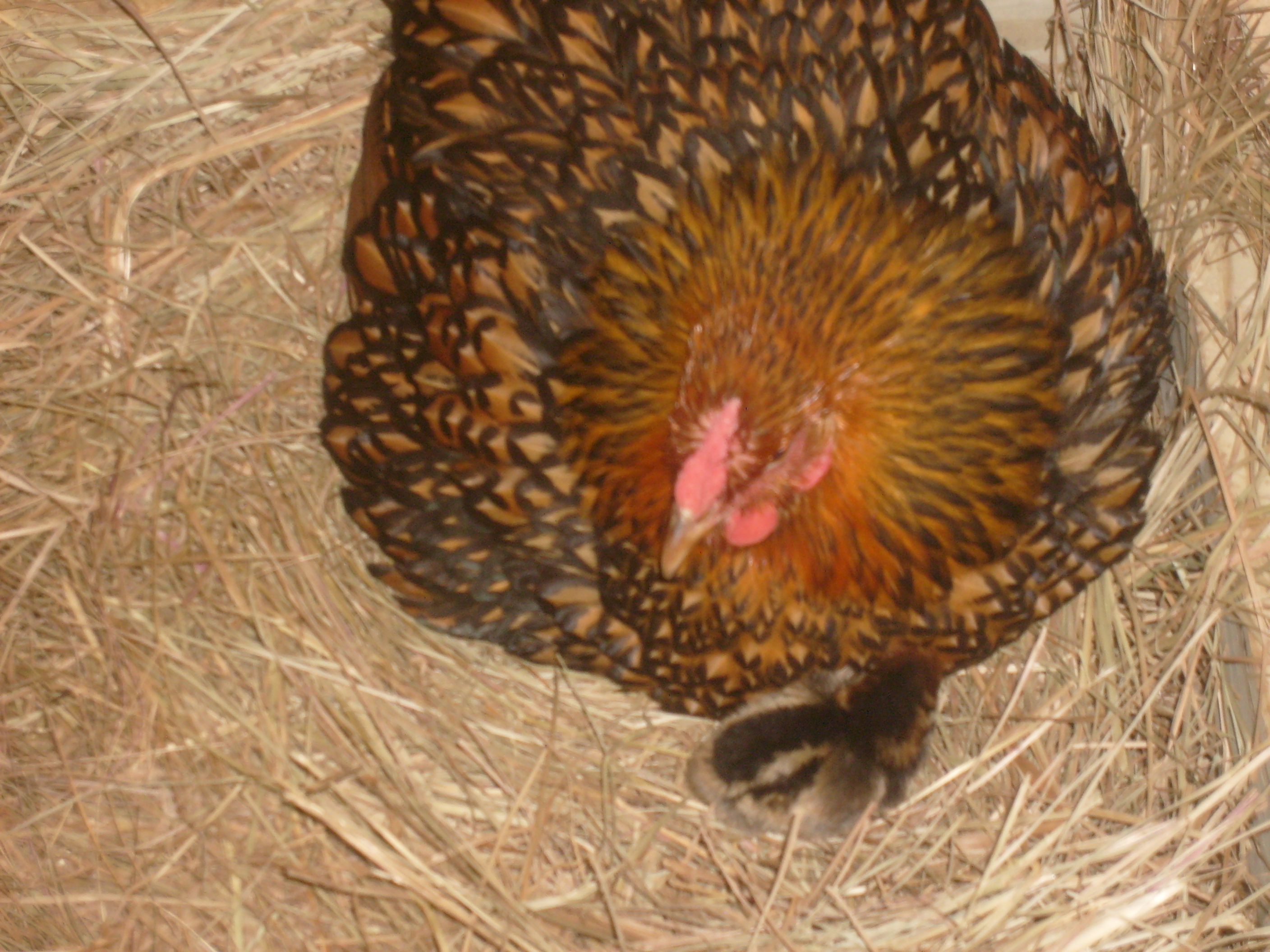 This is our first baby chick that we have hatched!!