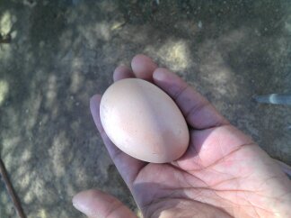 This is our first egg from ruby our RIR hen..