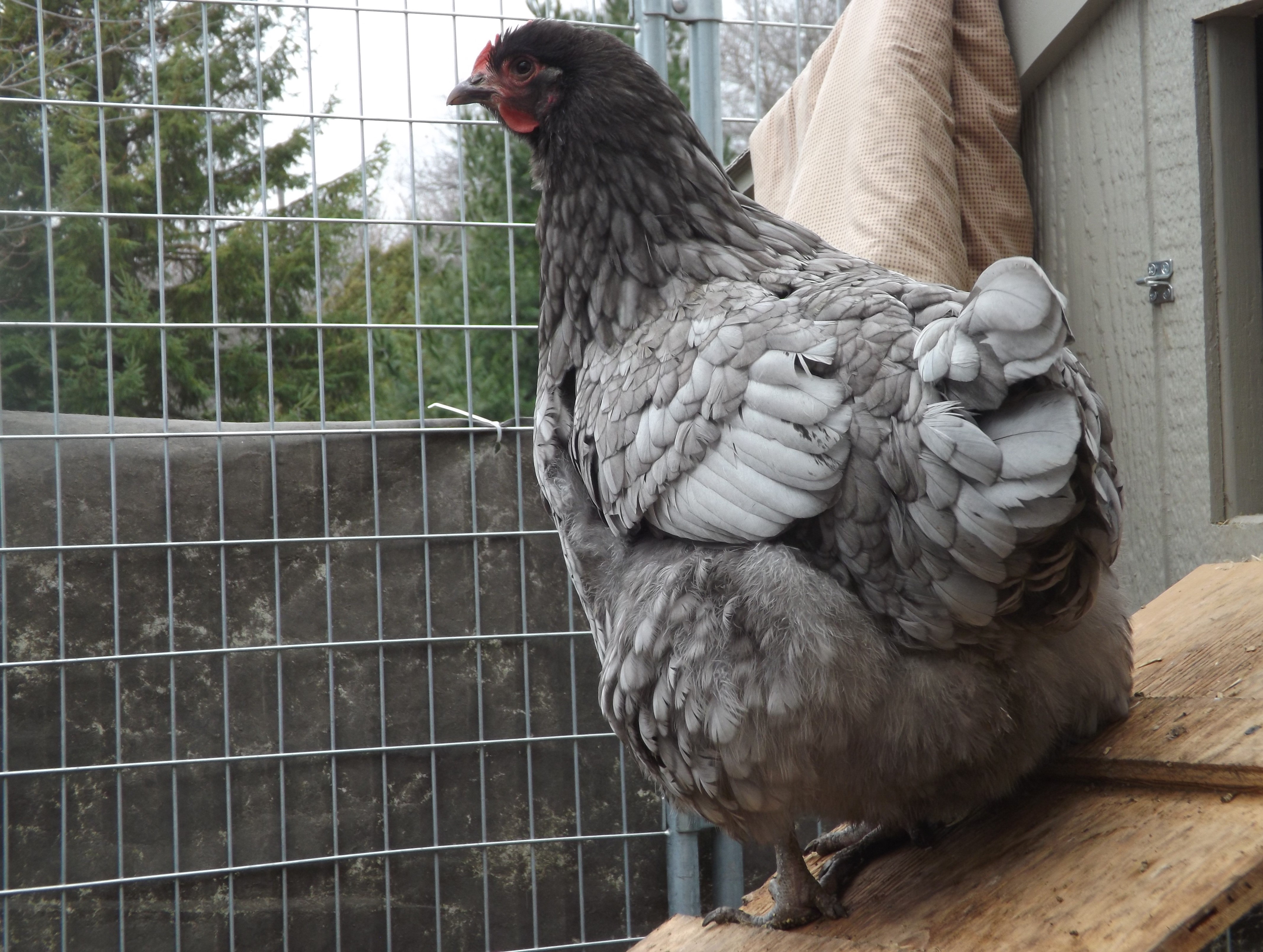 This is our first show quality bbs hen in our breeding program.