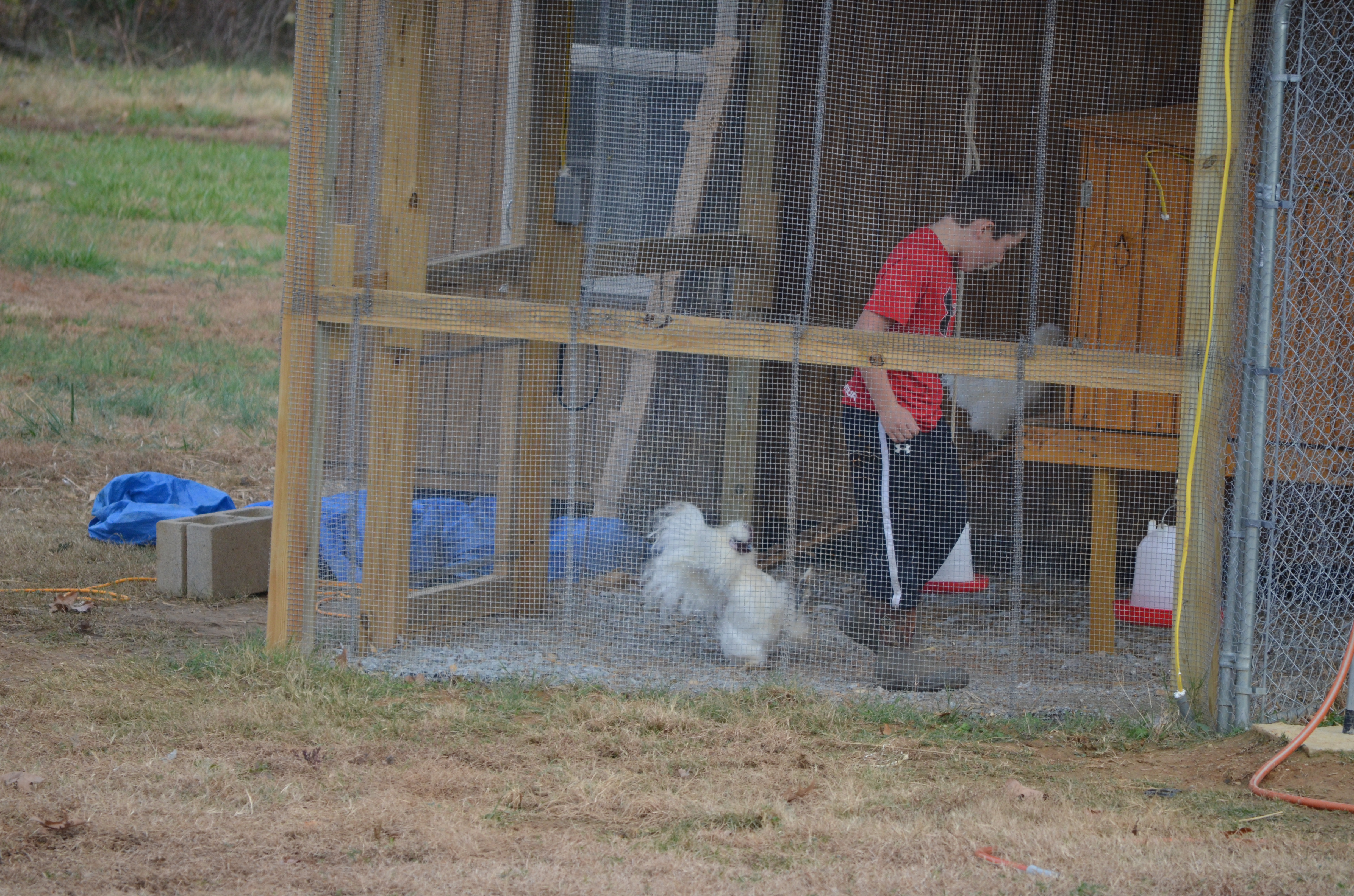 This is our "kung-fu" Silkie rooster. He doesn't like my youngest son :-)