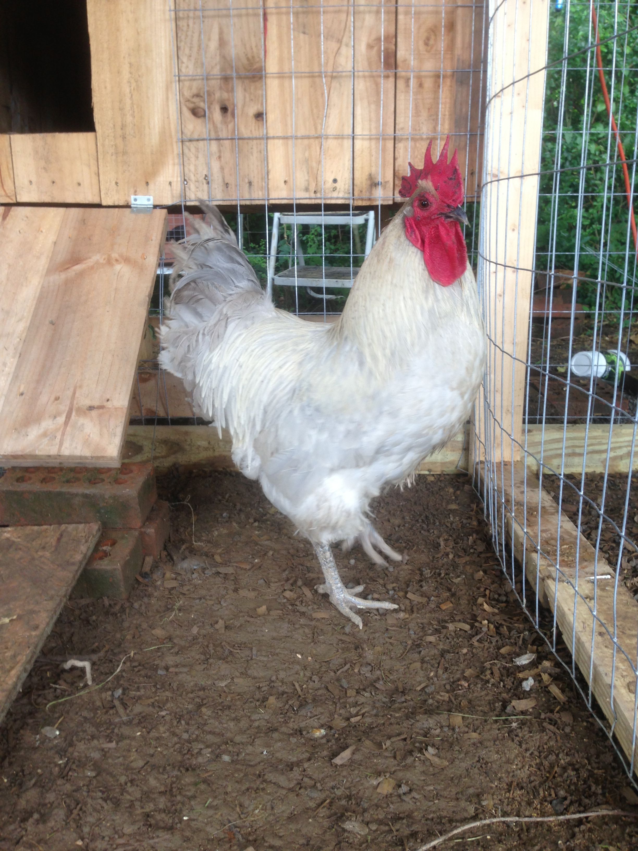 This is our lag rooster gerard!