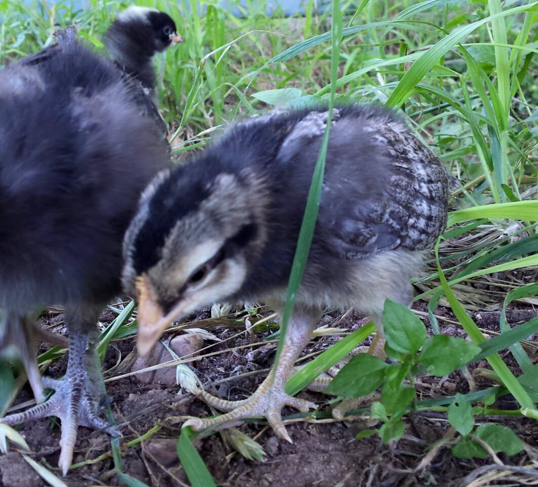 This is our little cream legbar. She's super clever and very friendly, but more reserved than the others towards people and the other chicks. She'll sit by you, but not really on you. All the other chicks will be snuggled up sleeping, and she'll be just a couple inches away. She's also the first to test out new waters, like peck suspiciously at the brooding box walls.... try to climb on the water bottle.... that kind of stuff