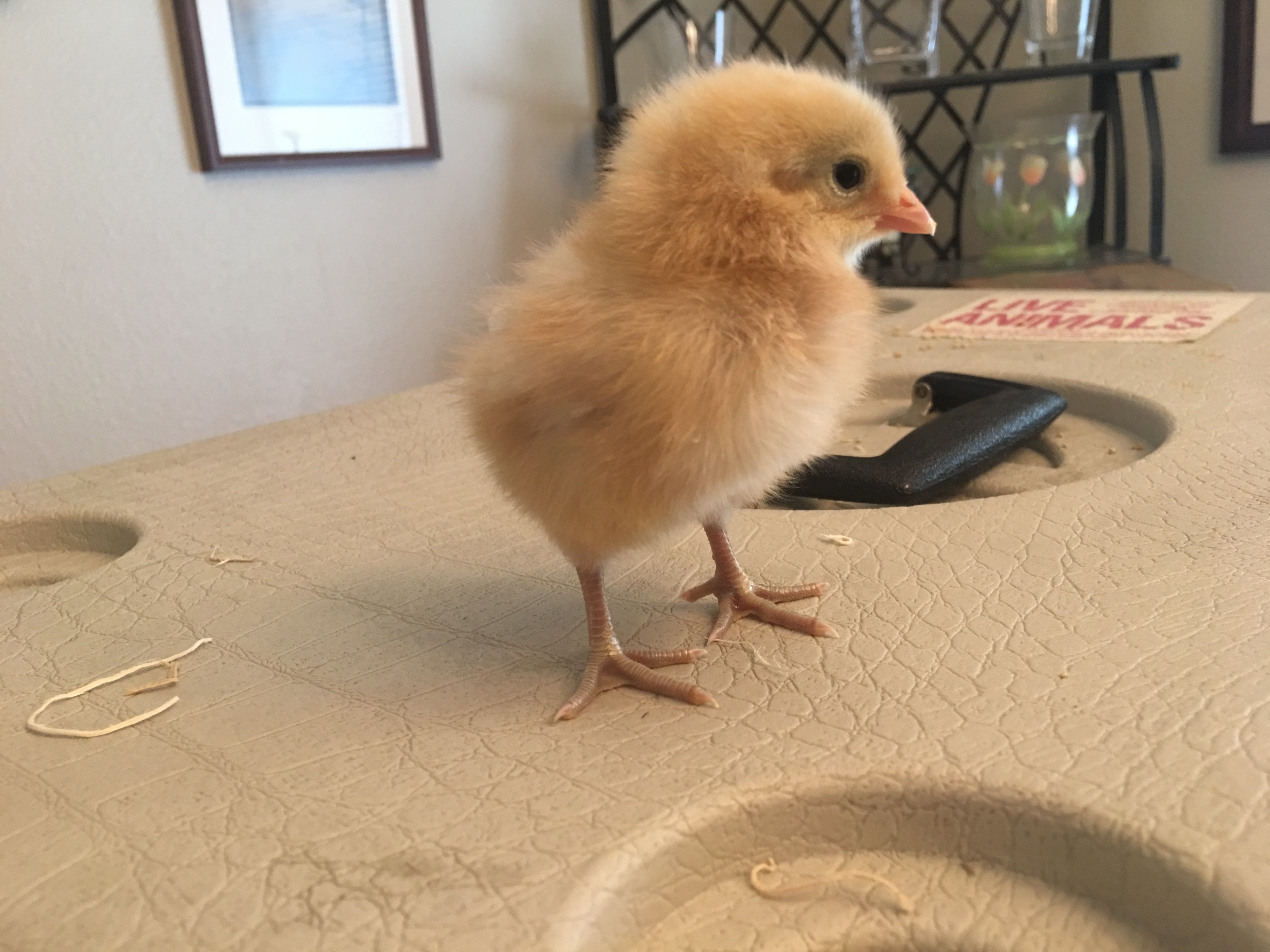 This is our little peeper
Ameracauna