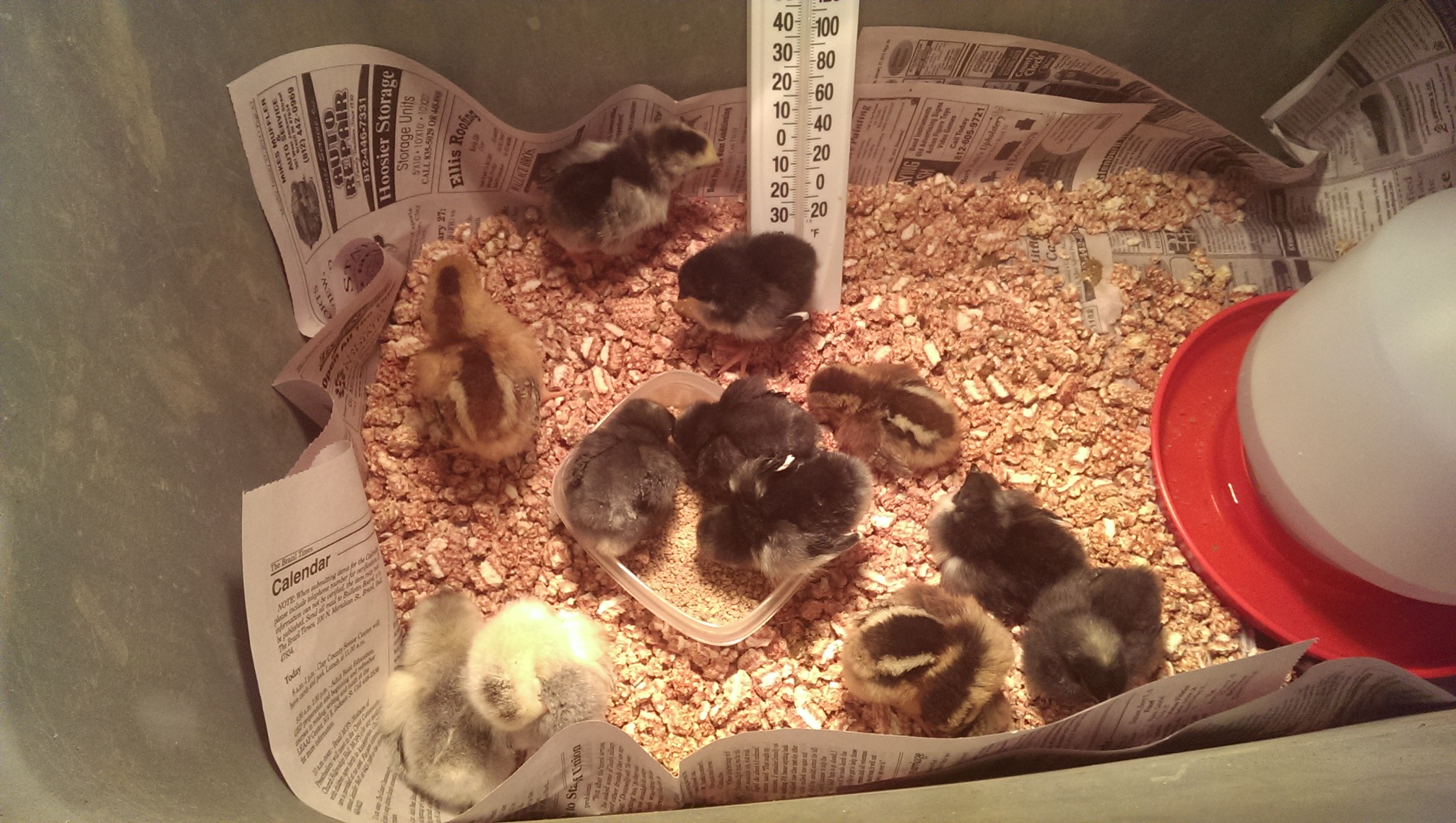 This is our new addition: 3 welsummers, 3 light brahma, 3 black jersey giants, and 3 barred rocks.