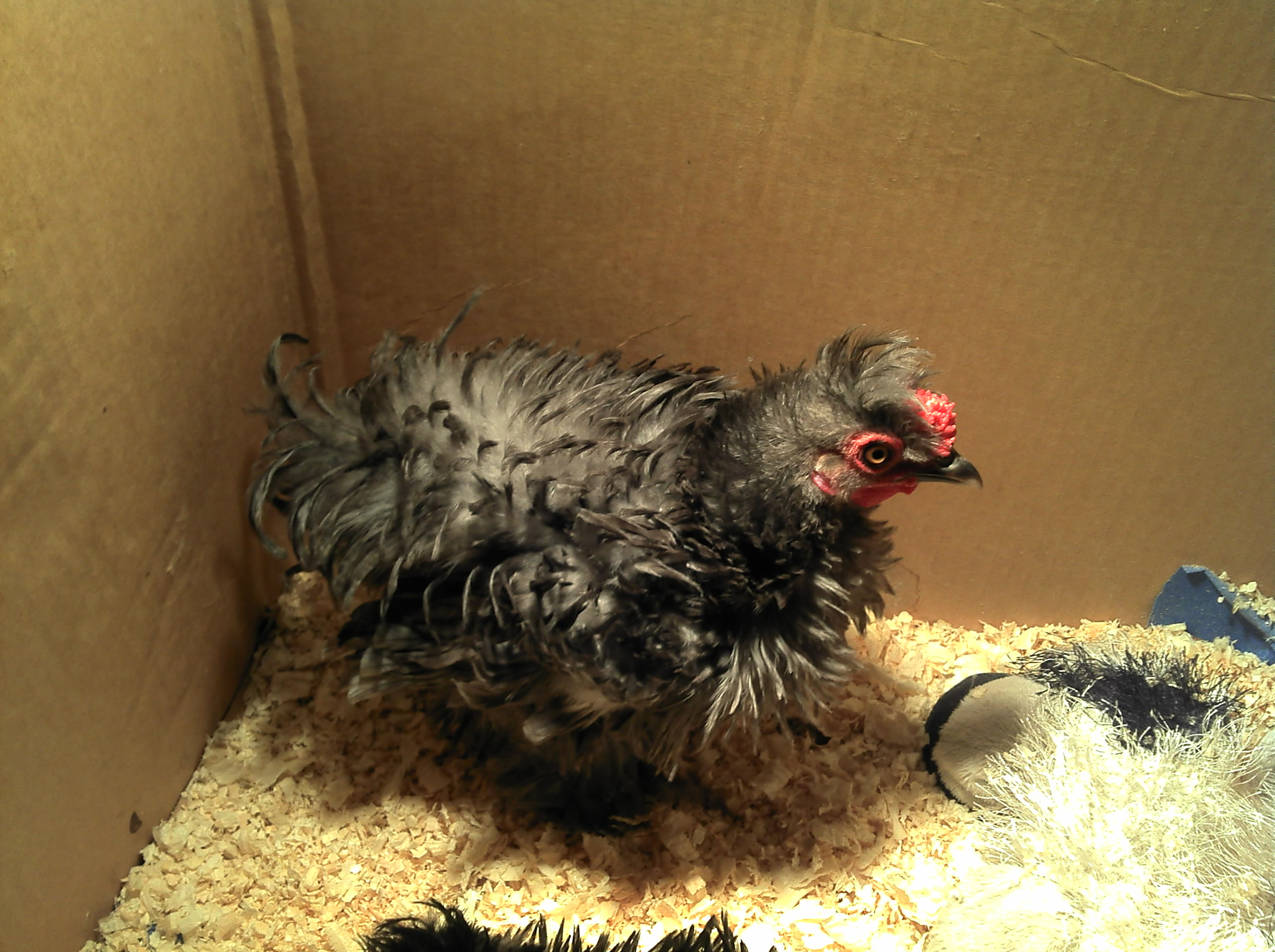 This is our new Blue Lemon bantam frizzle cochine, we named him Romeo.