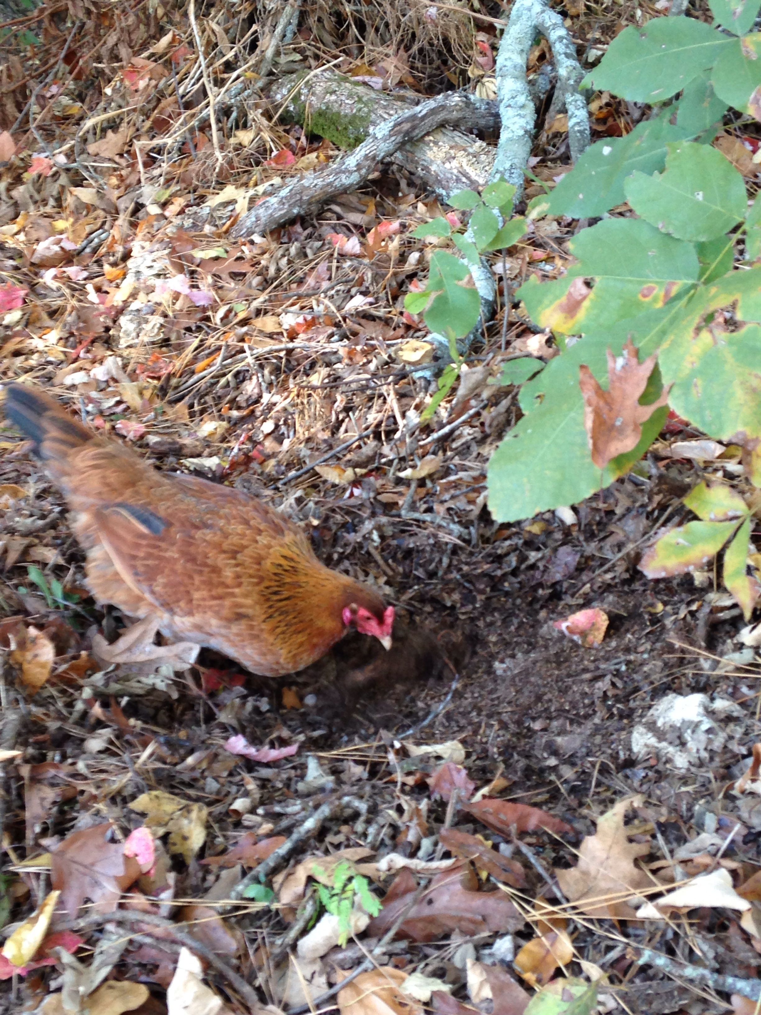 This is our Old English Bantum. She looks like she is mixed with Rhode Island red. My daughter named her princess.