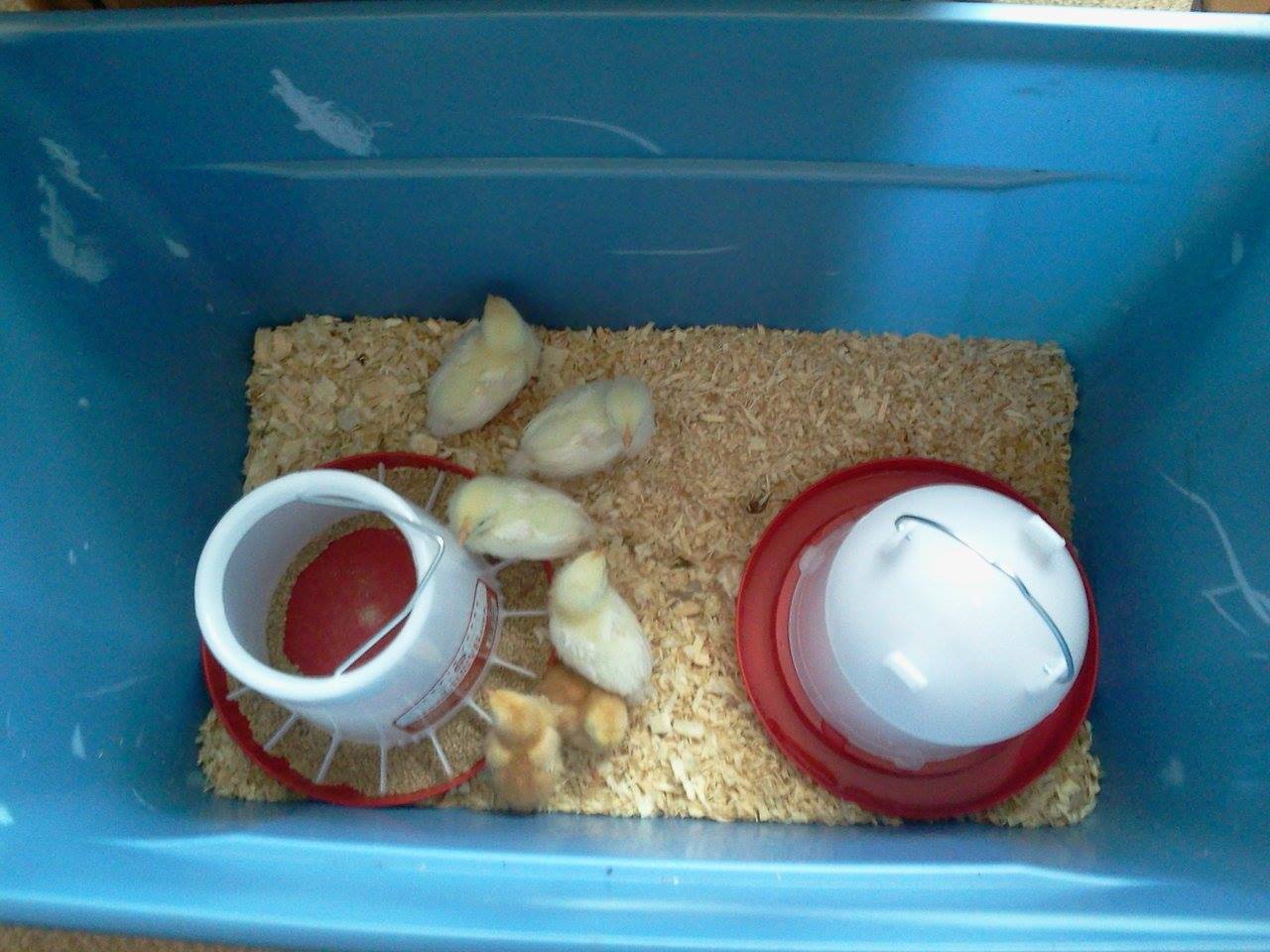 *
This is our redneck incubator we raised our first 6 hens in. They were raised in our office room. Two totes together worked nicely. Now we use it for sick or dying birds. Or new flock until roosting time and then add them to the coop.