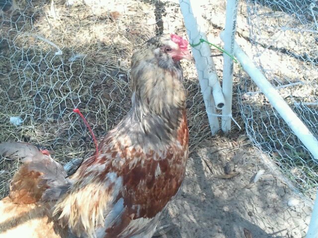 This is our Roo Cooper