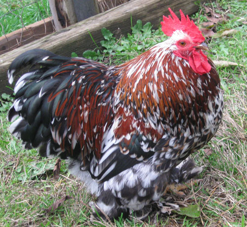 This is our rooster, Cogburn. We inherited him and the cochin hen with the coop we bought. We love him!