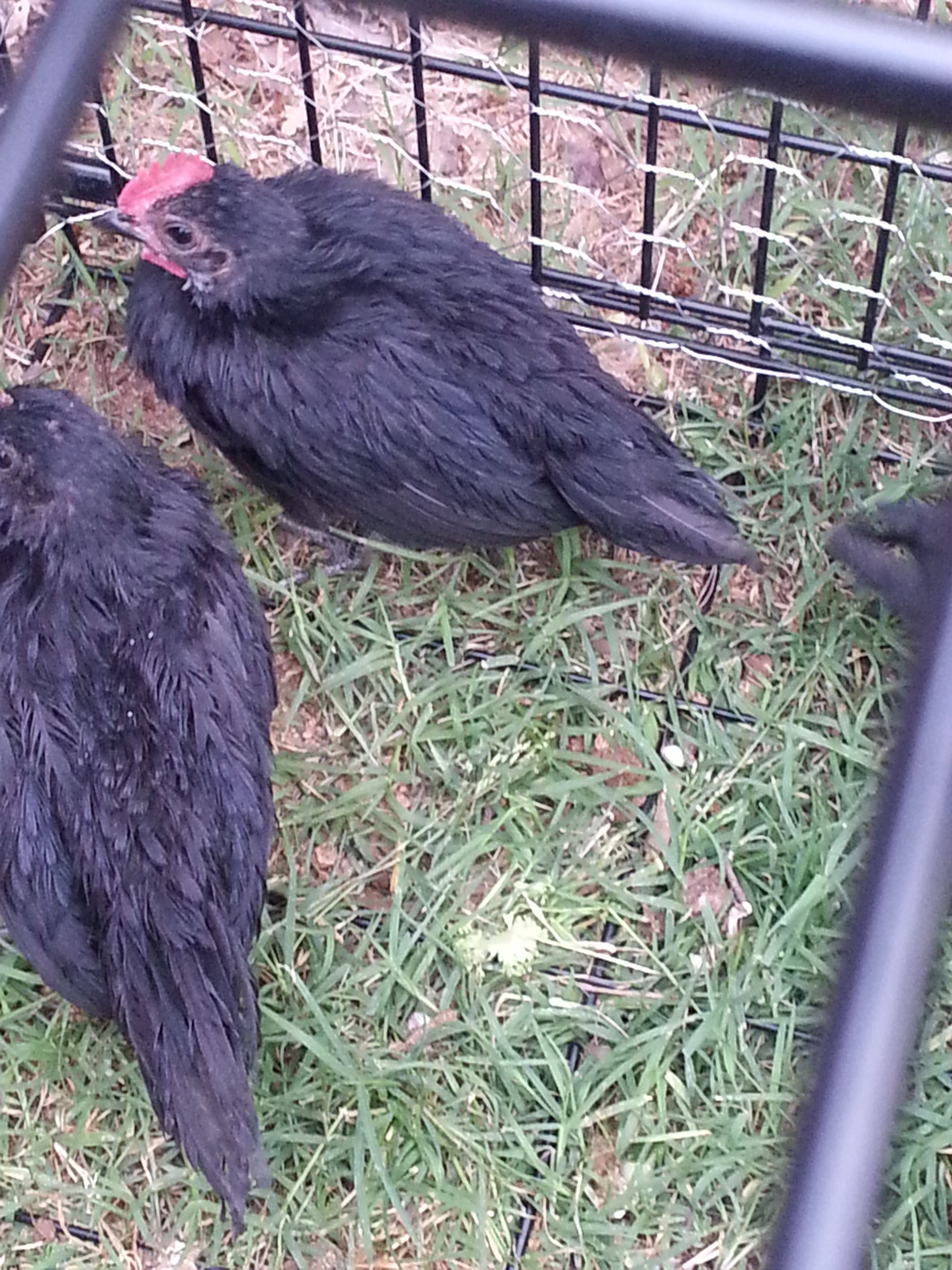 This is our Rooster, no name yet. He has started to crow if that's what you want to call it, lol. Its a hilarious sound about 6:30 am.