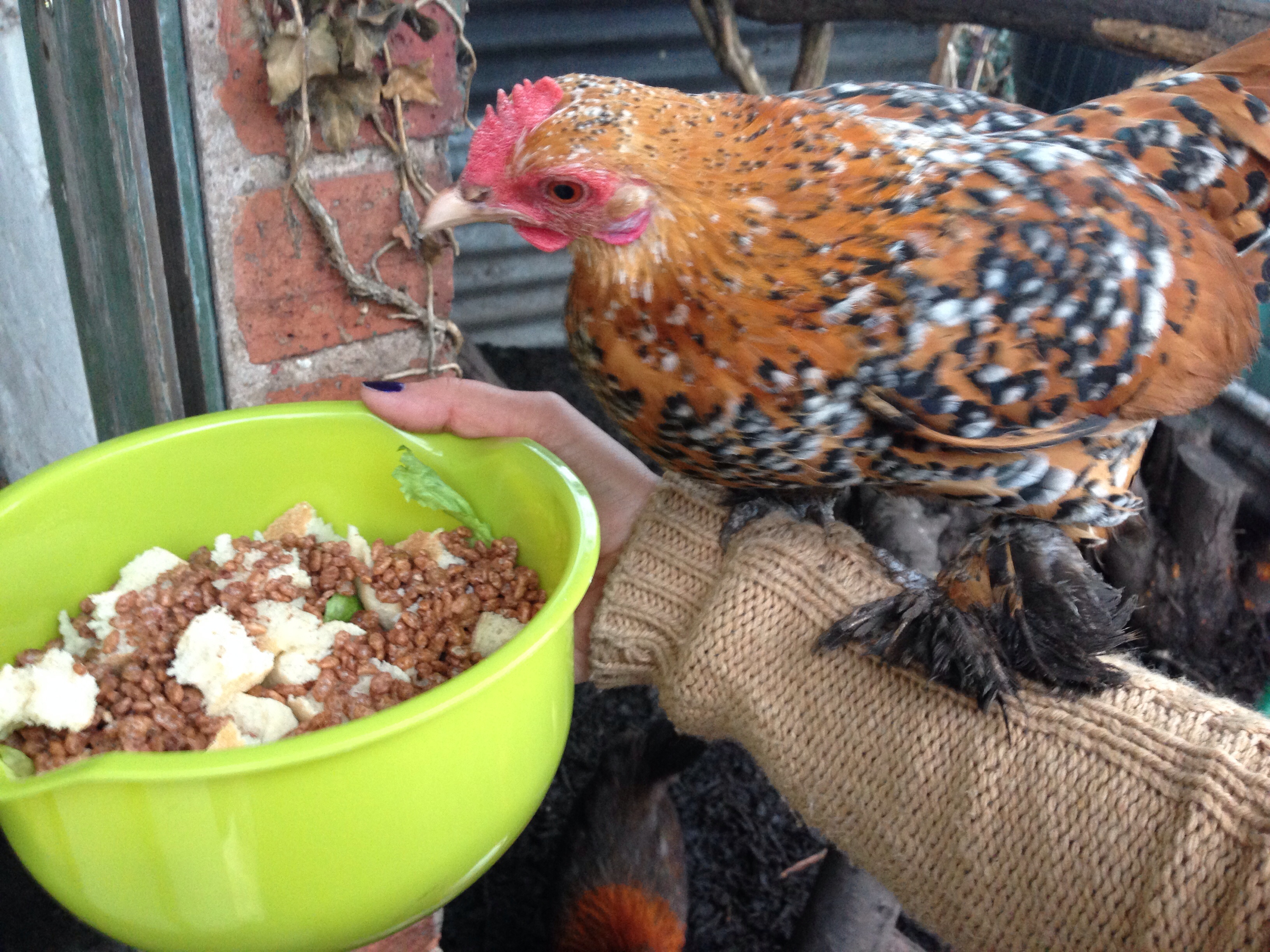 This is our sablepootbantam Called Poot