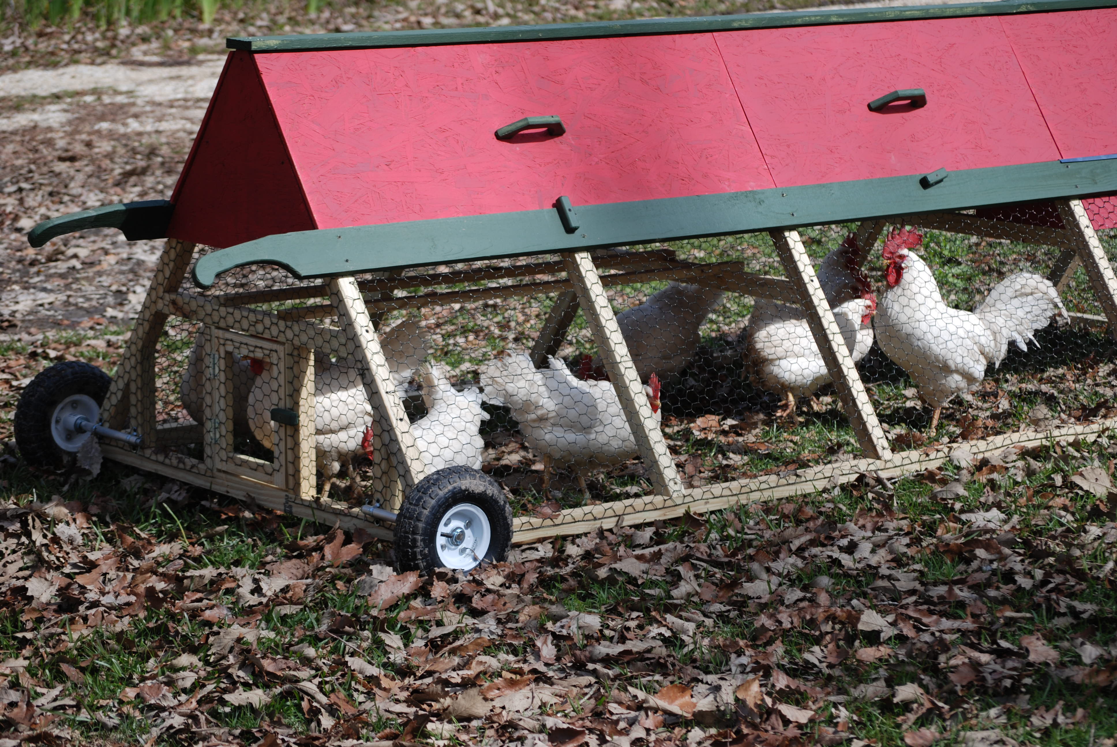 This is our signature model, the "A" frame Chicken Tractor It is 3