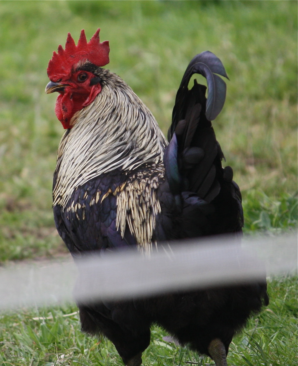 this is our year old black birchen roo...barely has some feathering on outside of legs...