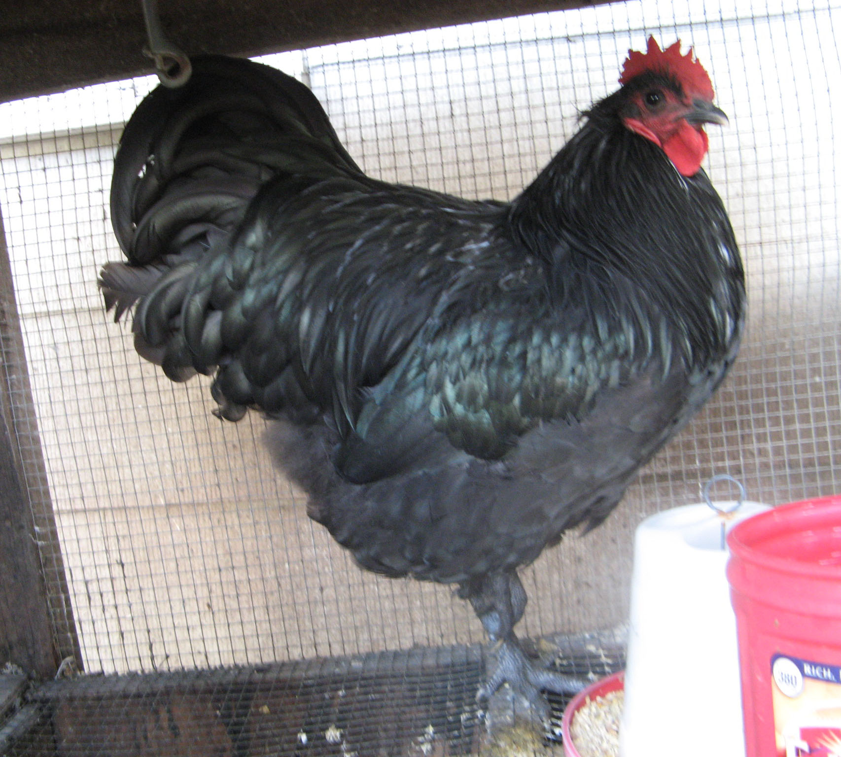 This is Outback.  Bred by tigercreek and raised by FuzzyButtsFarm.  I am hoping he will make lots of chicks with my pullets.