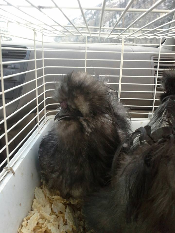 This is Owl. He is Beasts brother. They are both on their way home.