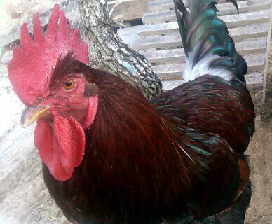 This is Pancho