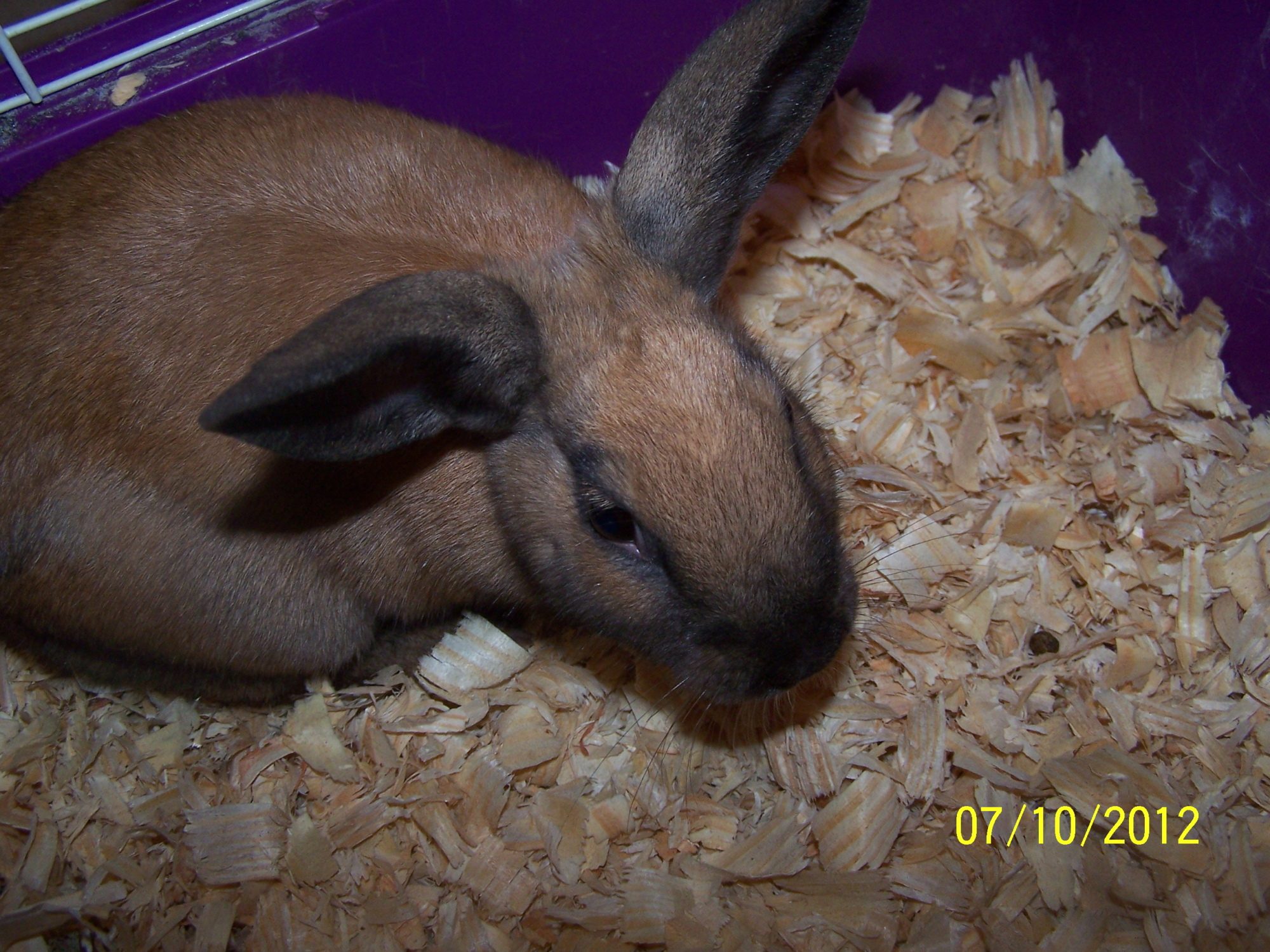 This is patty when she was born she was a runt when i thought she was a boy her name was peter but she's a girl so patty is her name and loving is her game you see fluffy threw her out of her hutch in winter her tiny 2 inch 4 day old body was on the cold cement floor ever so cold we put her in a brooder and kept her nice ad warm and surprisingly she survived and she is very happy with us and will always have a home here