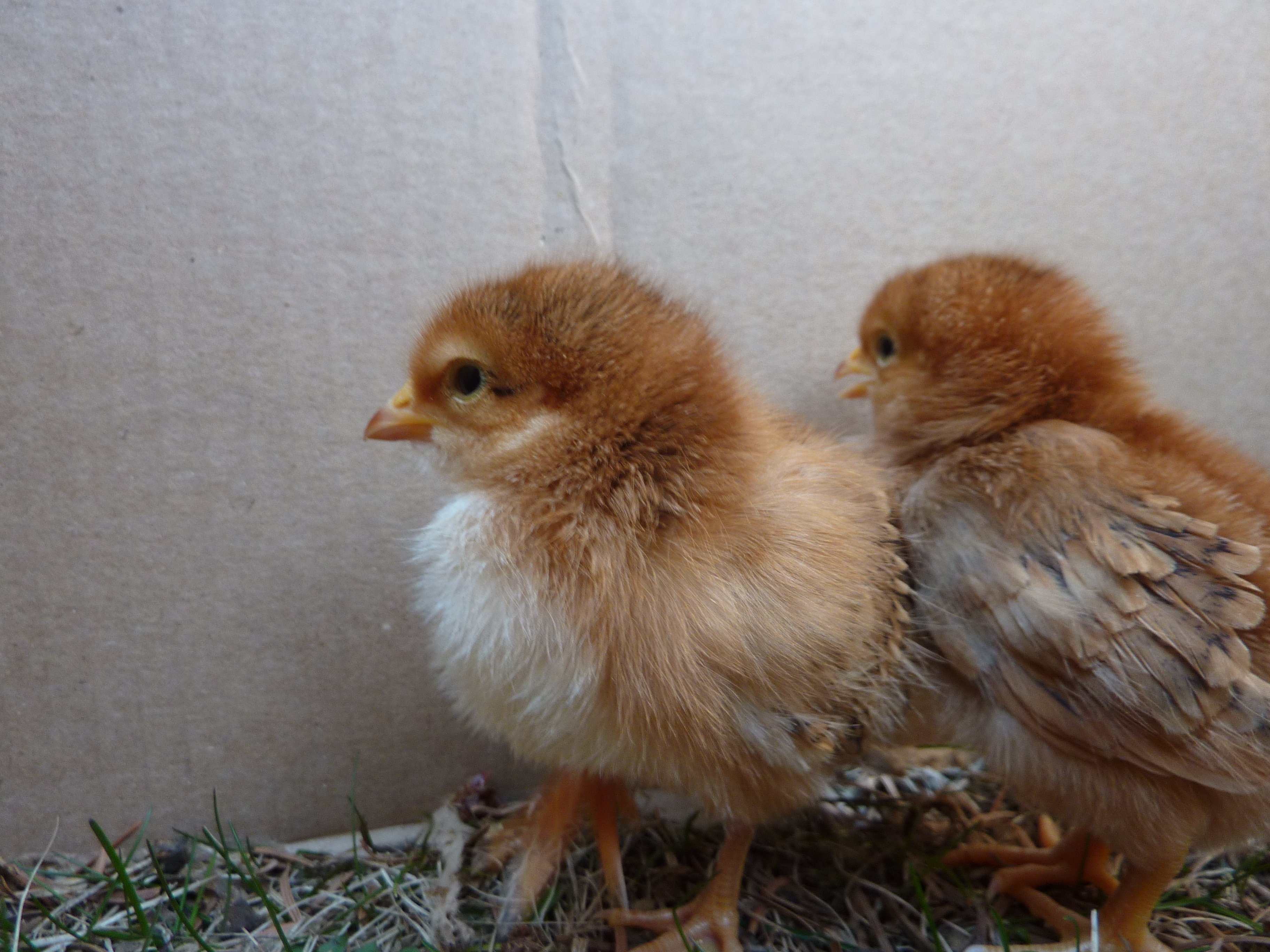 This is Peach. They were both named by Lucas.