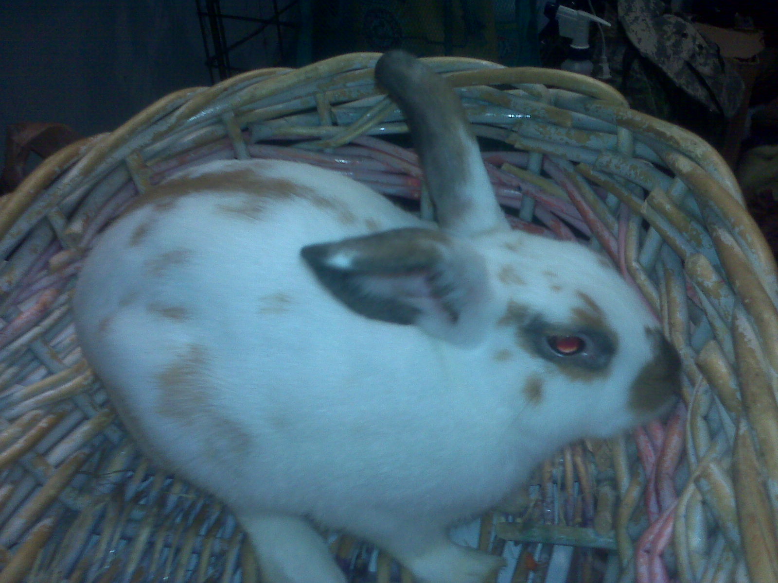 This is peanut butter he is a 1 year old mini rex rabbit and he has a special story 

he was the first rabbit ever bred by us we decided to keep him being the runt and being the only rabbit who looked like what he looks like also he came from the first liter we ever had