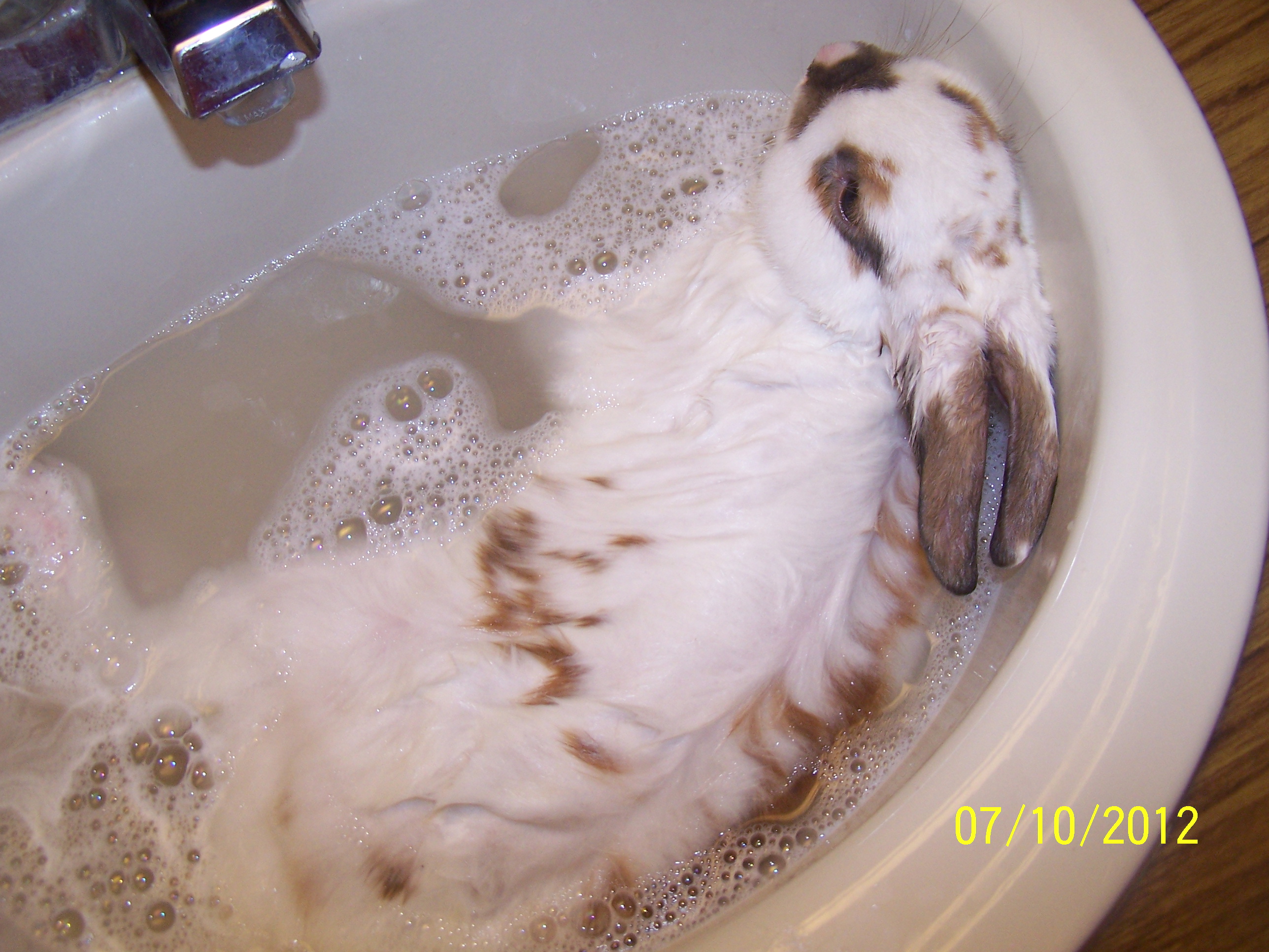 This is Peanut butter in the bath Peanut butter LOVES his baths all laying down in the bath and happy He's so cute i took this July 12 it says the 10 but it is 2 days backwards
