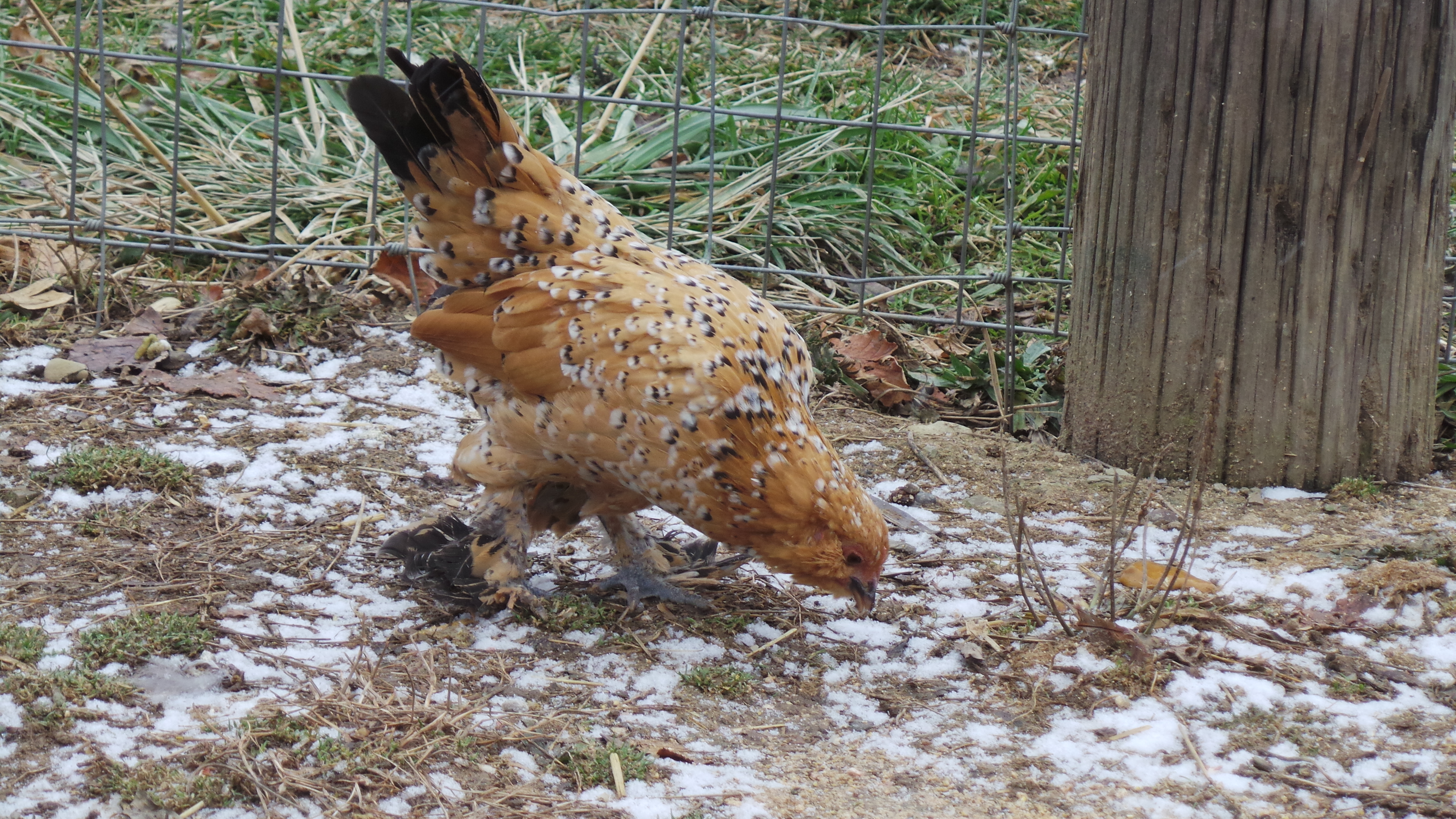 This is Peanut!!! Everyone loves peanut! She even has her own instagram and is very popular!