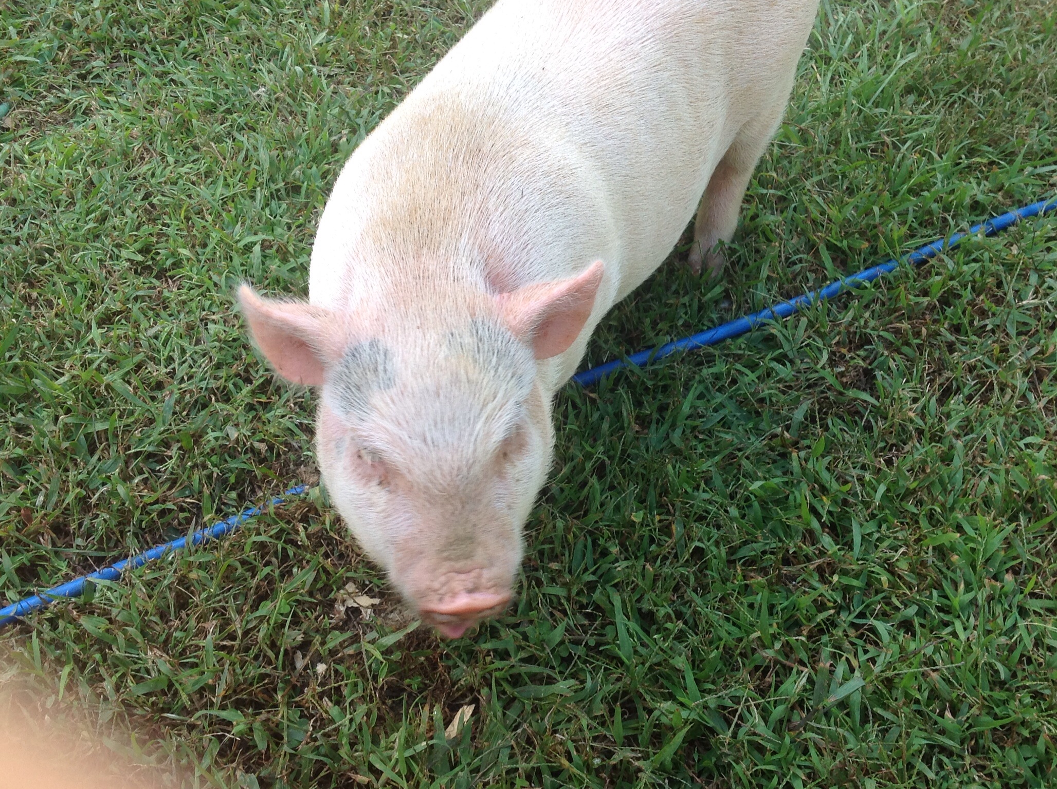 This is Pearl our Pot Belly Pig! She is 6 months old and weighs 30lbs so far!  She is supper sweet and smarter then our dogs!  She lives to chase the geese and chickens..  Bad piggy! Lol