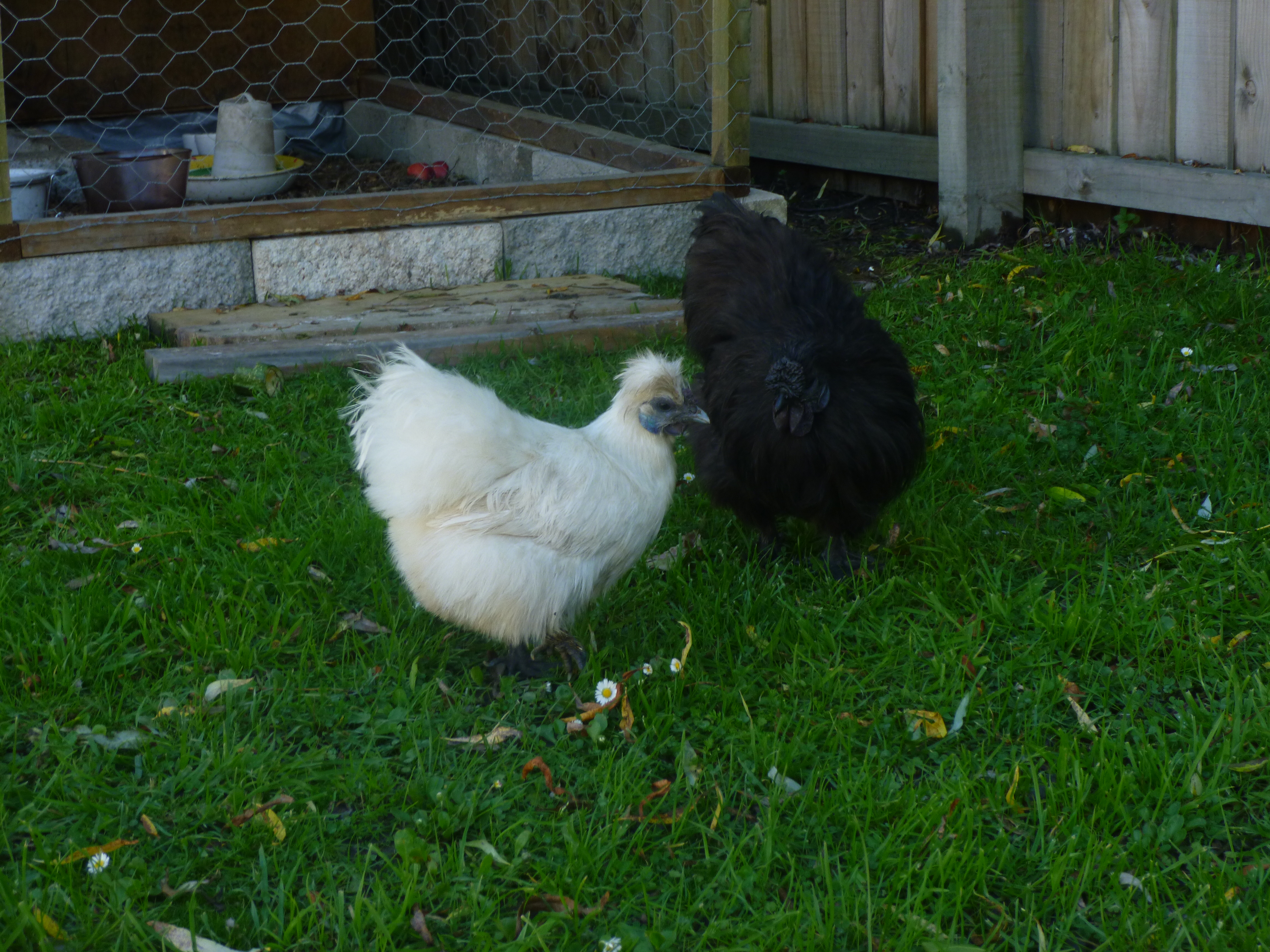 This is Pearl, she is the boss of all the Silkies, yet she is the smallest of them, but she keeps them in line with the help of the rooster