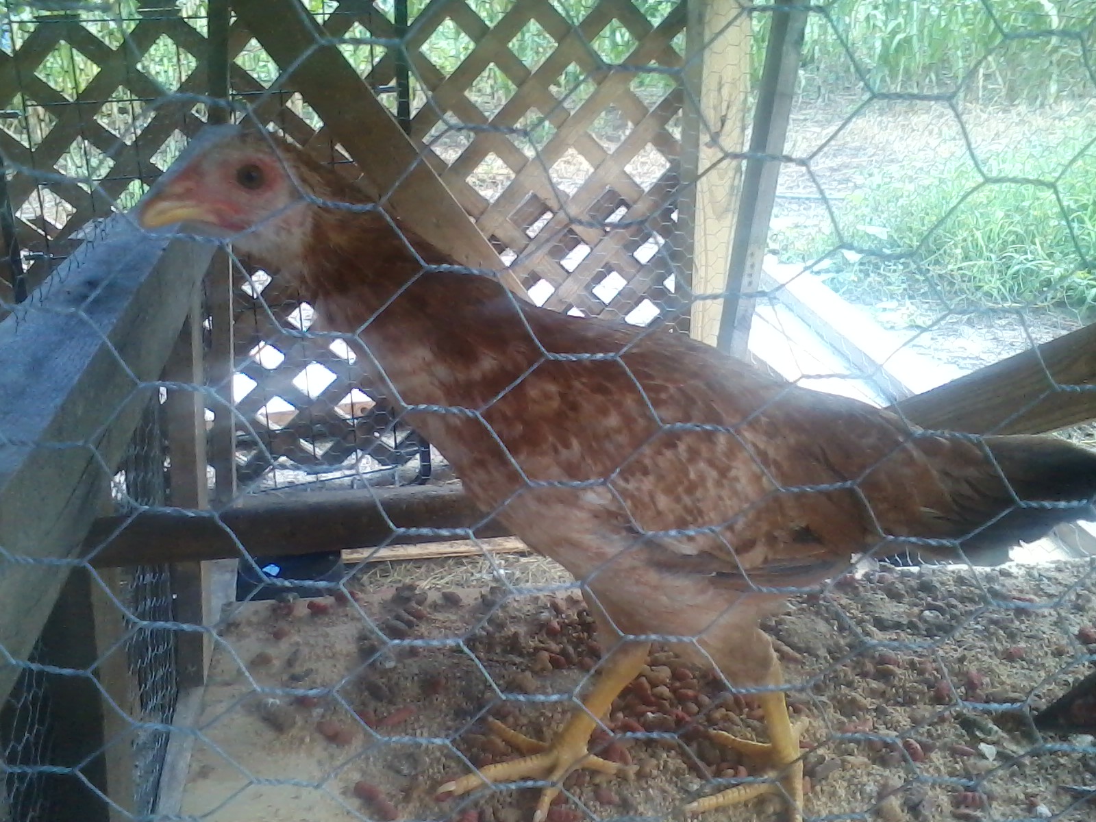 This is pebbles,,,my lil game hen,I think she's buff Orpington