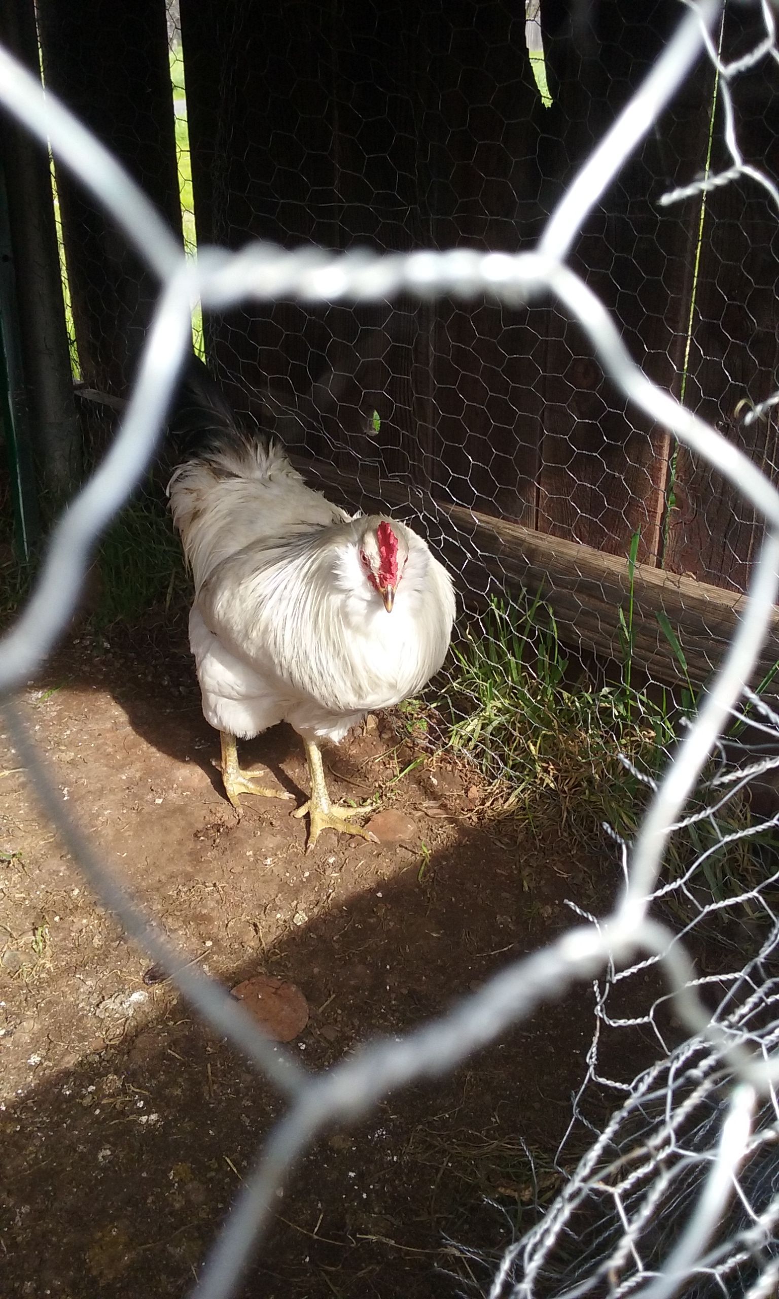 This is Peep Peep whom I thought was a hen, to my surprise she started crowing lol. So she's a he, he's an Easter Egger.