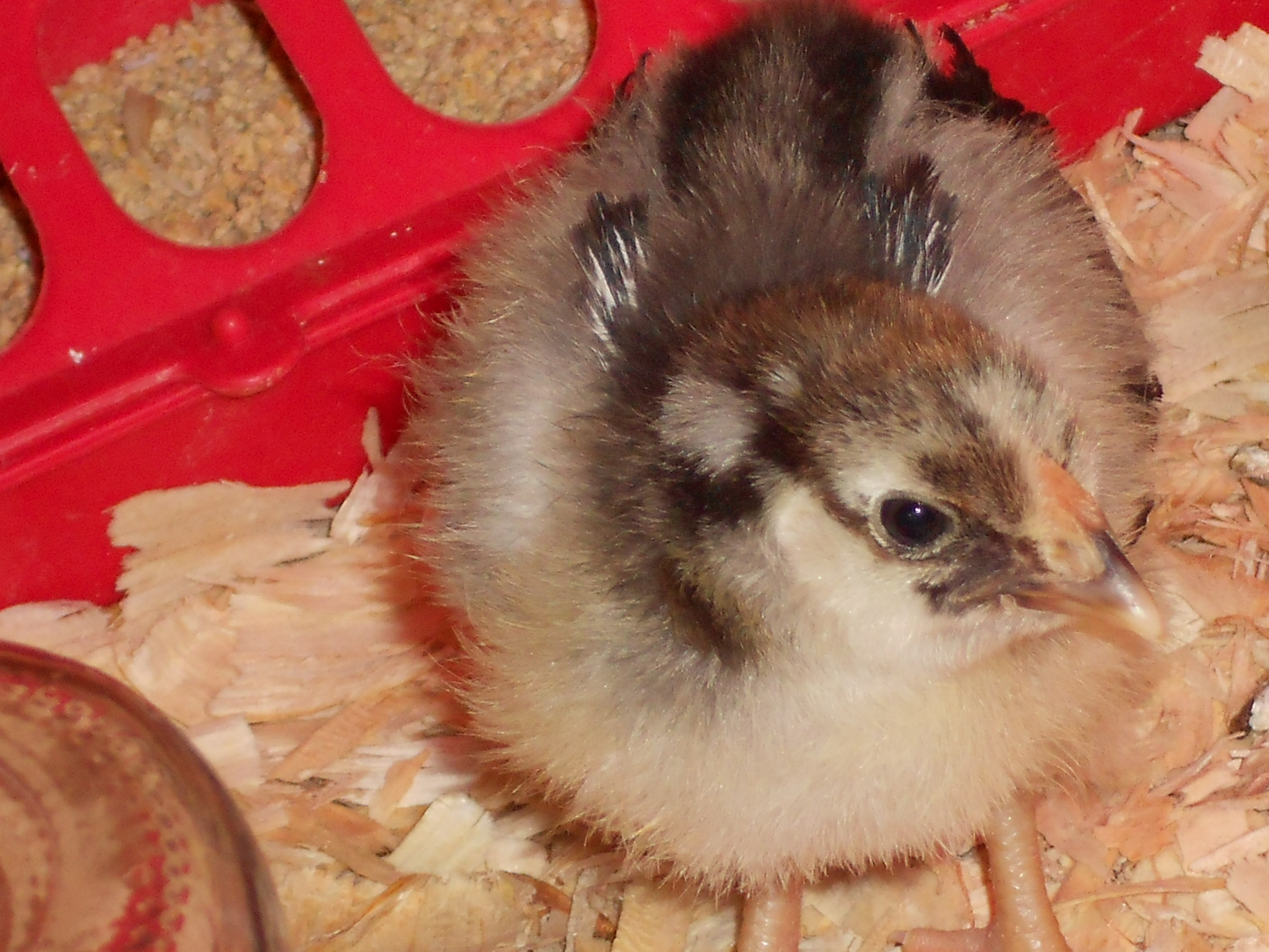 this is "peep" silver laced Wyandotte thought to be a hen, now they are 18 weeks and appears to be a rooster. very alert, smart and was the one who seemed to want to be the first to do everything. shoulda known it was the rooster.