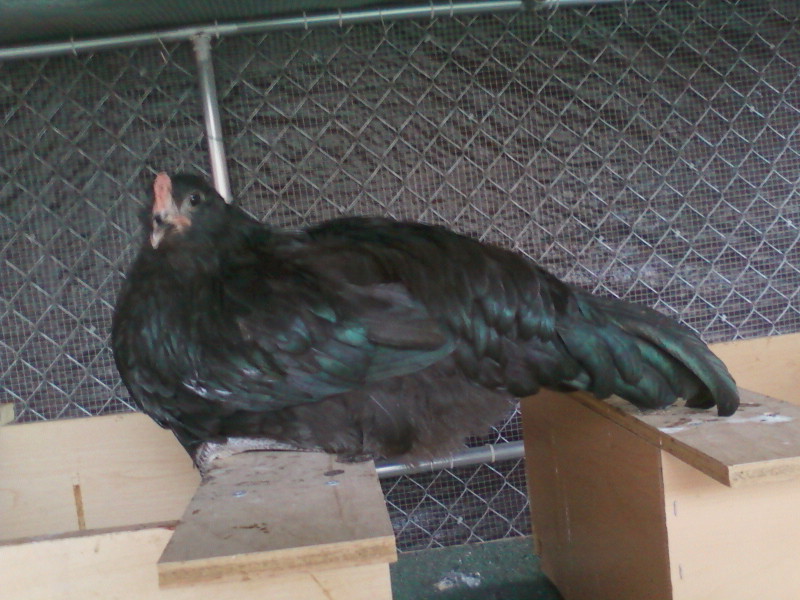 This is Penny my newest little hen.