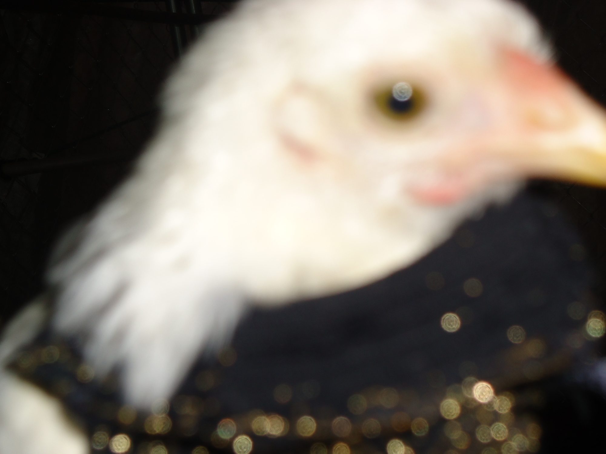 This is Penny R.I.P.
