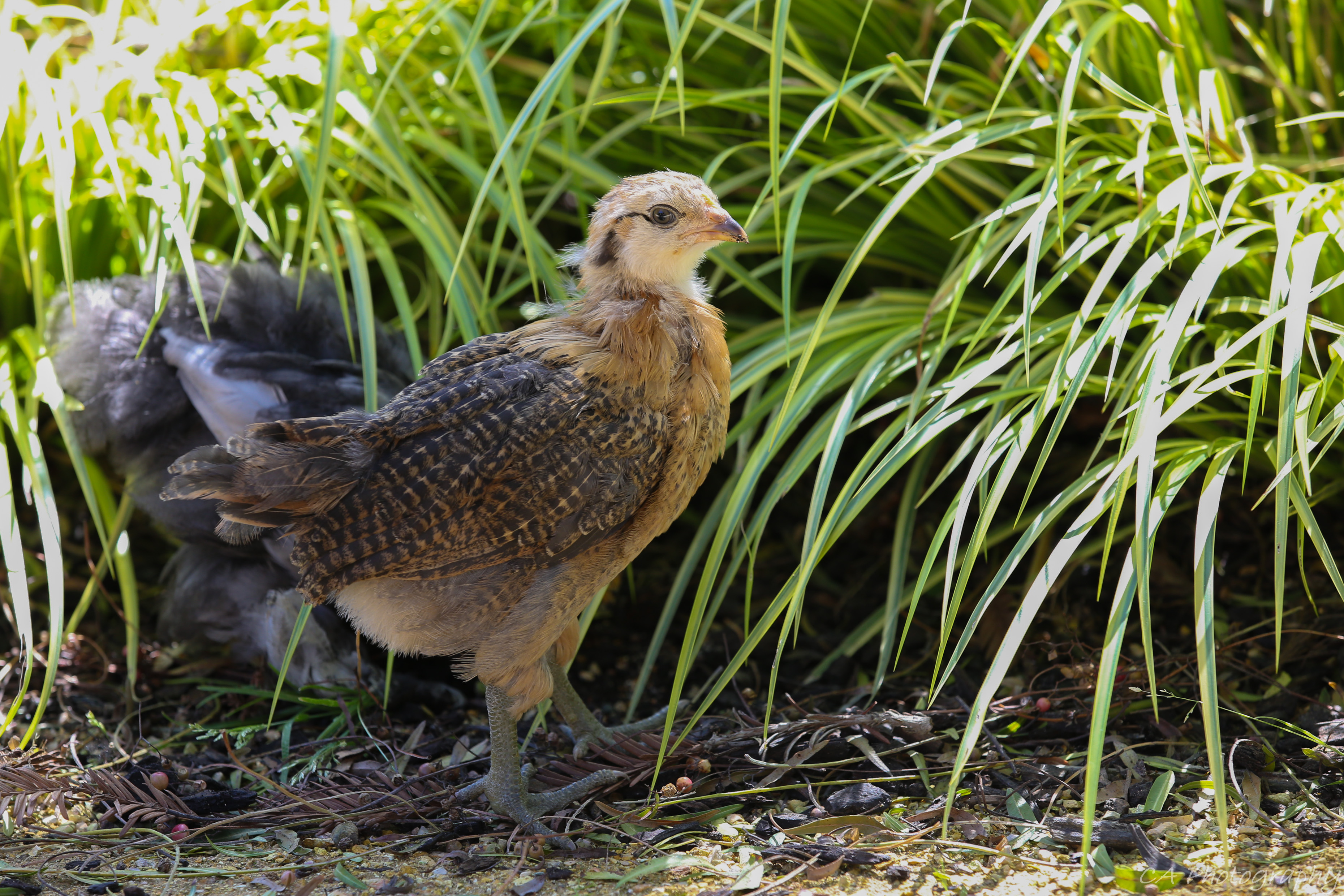 This is Penny, she is a Americana and probably the friendliest of the flock.  At six weeks we have decided to let them out of the brooder for the time being and let them all roam in the garden for the day.  At the end of the day they all see to congregate together and let me know that they want back into the coop.  I have become a fan of the Chook.