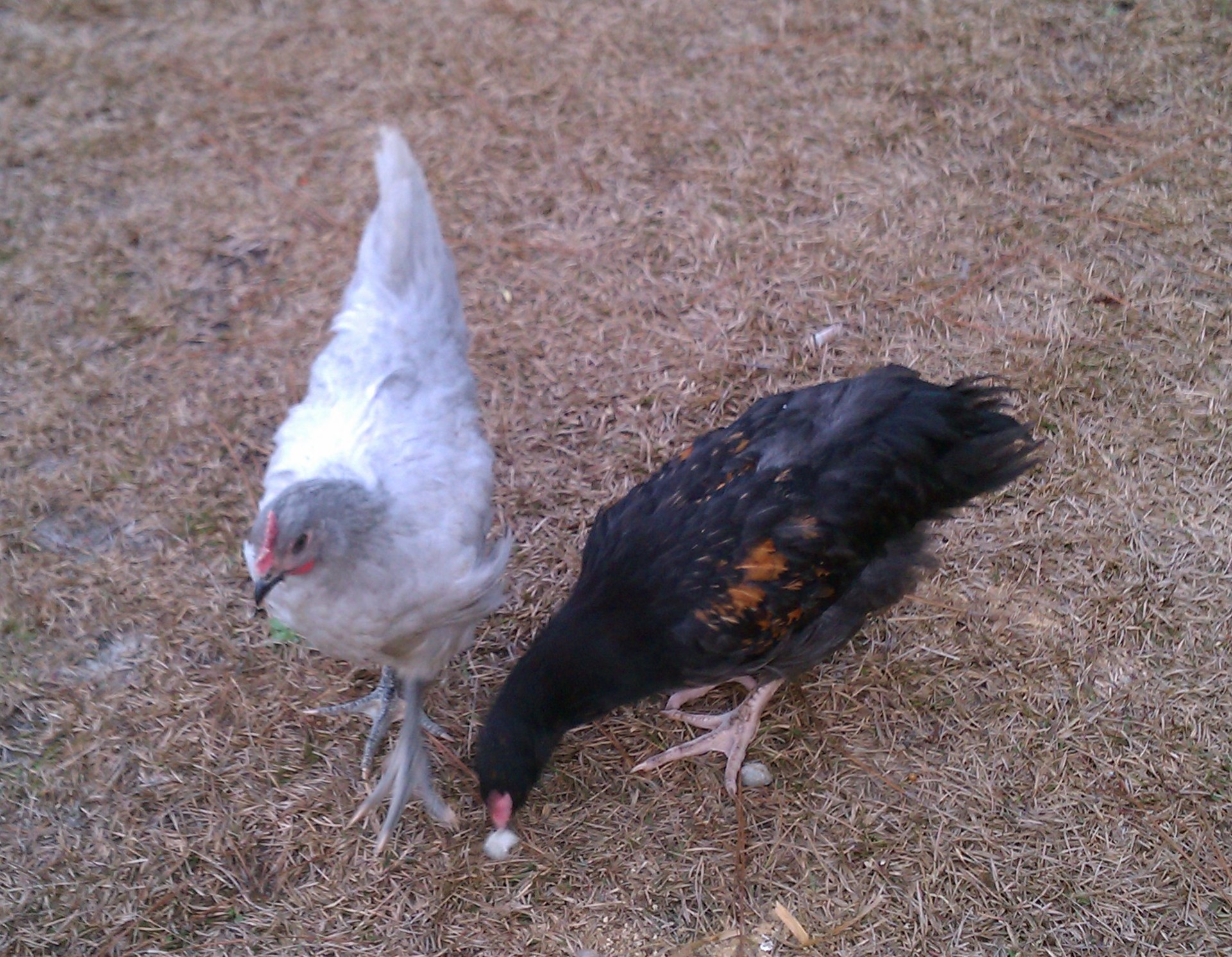 This is Peter and his large "cousin", a buff/lavender split orpington. He's the biggest of the boys.