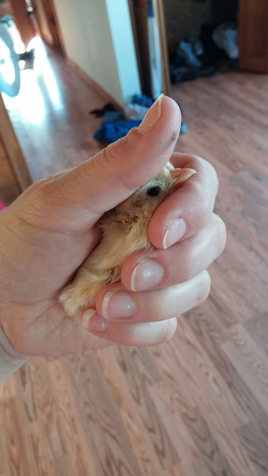 This is Petunia.  She is a premie chick.  She tried to hatch, but for days she was drowning in the albumen that she never absorbed.  She finished absorbing the yolk after we hatched her.   She was born sticky and was on the verge of death.  She shook all over, but she was a tough little bird.  Shes a week old and is doing great.  She loves to cuddle in my hand as if shes still in the egg.  As the other chicks grow, she seems to remain tiny.  Shes the sweetest little baby we've ever had