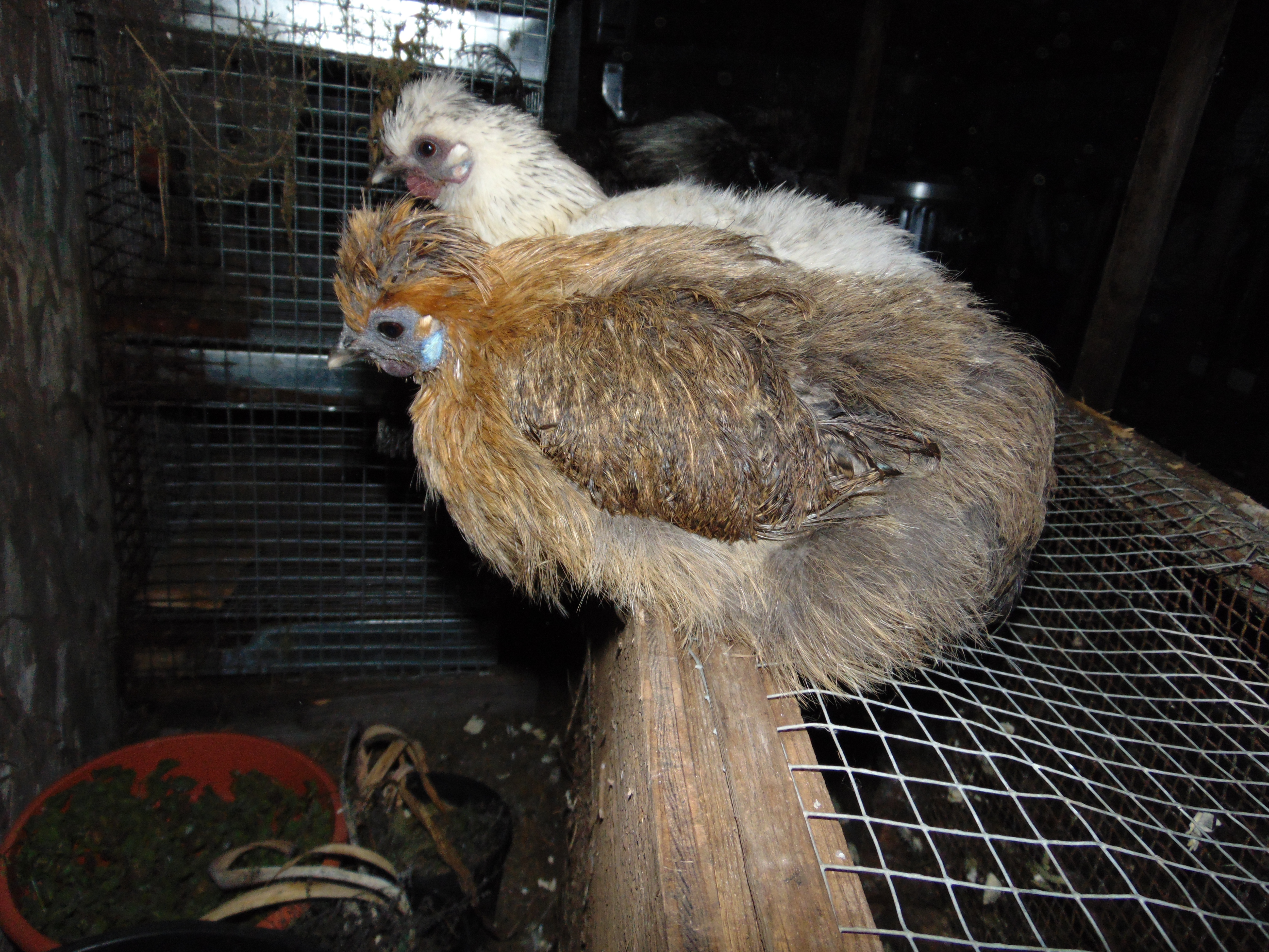 This is Pheonix. She is a partridge hen.