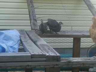This is Phillip and PHalicia our first guineas.