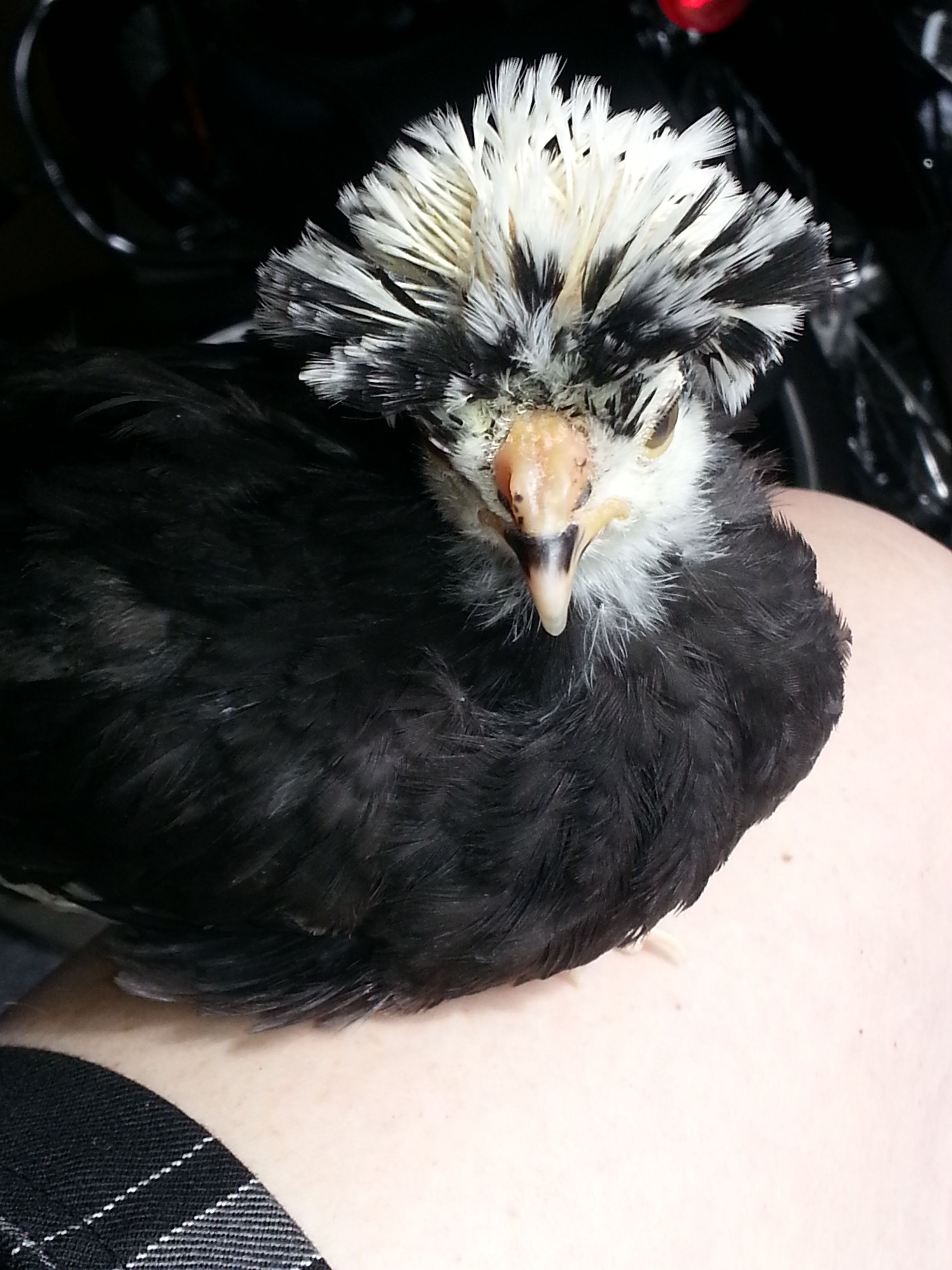 This is Phoebe.  She's a Crested White Back Polish.  Between 6 and 7 weeks, as of June 21st.  For a smaller sized chicken, she has playful spunk, and will sucker punch her bunk mates to engage play.
