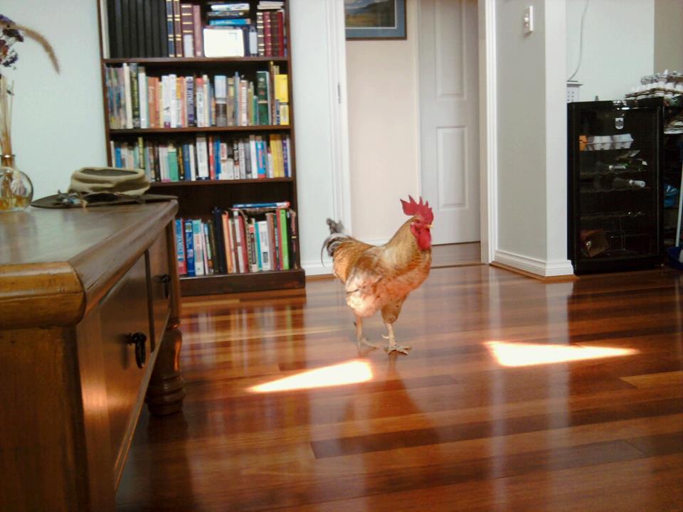 This is Phoenix, he's two