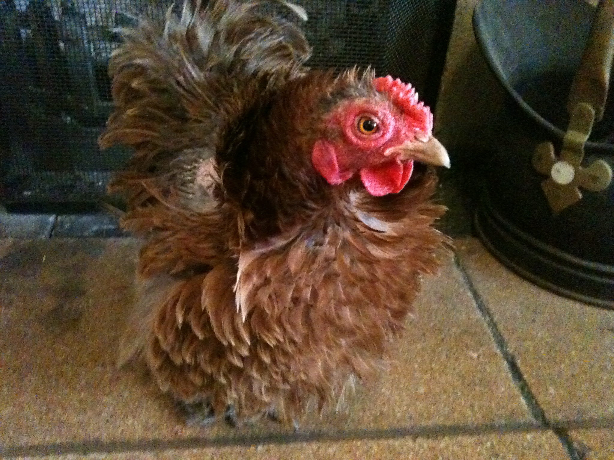 This is Piglet a Frizzled Bantam
(not sure what breed)
