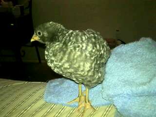 this is Pio-pio