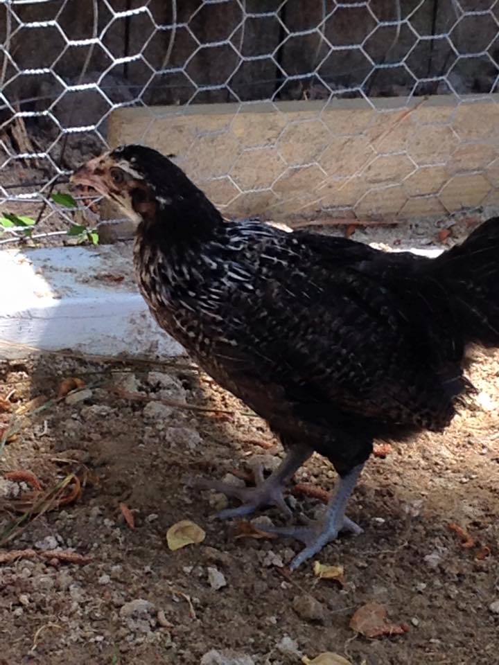 This is Piper an Americauna