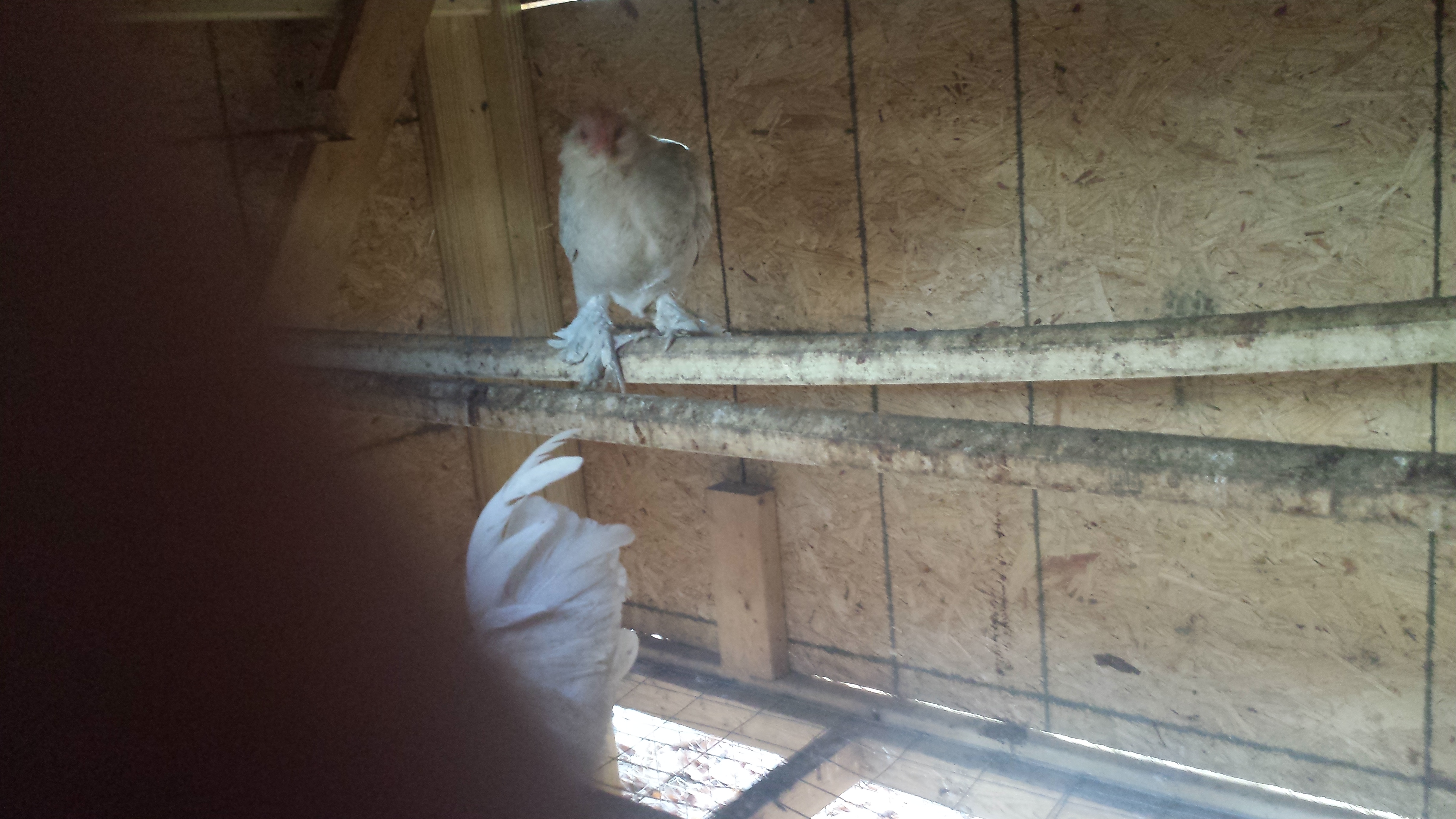 This is Pippin, one of our little bantams. She's shy, dosent get out much