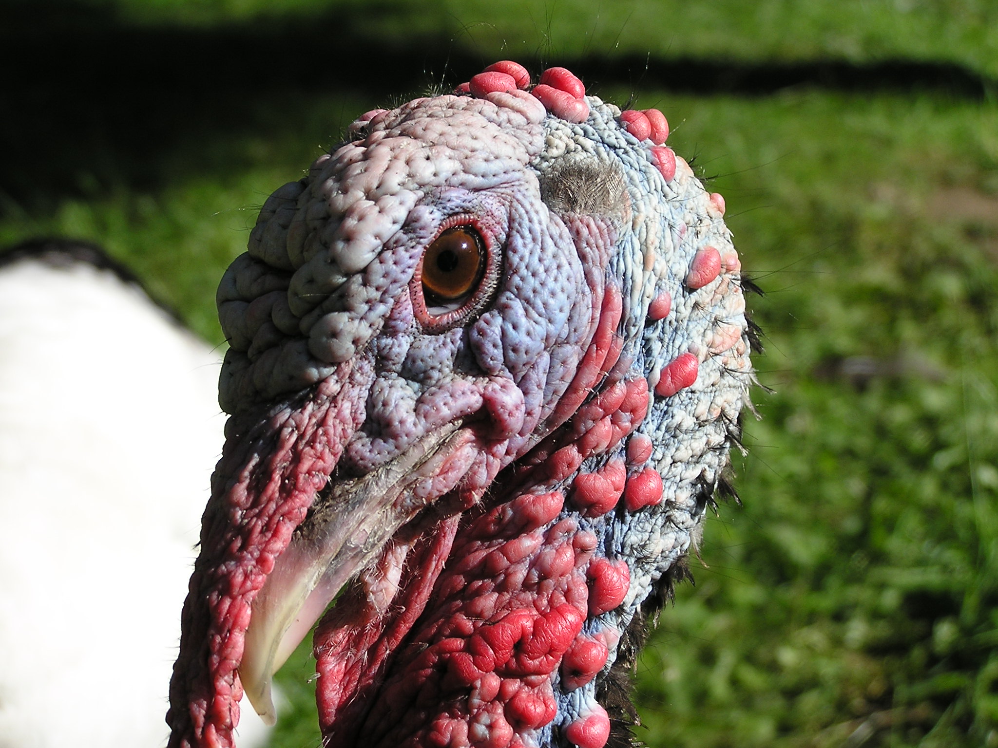This is Plymouth he imprinted on me and what a great turkey he was
