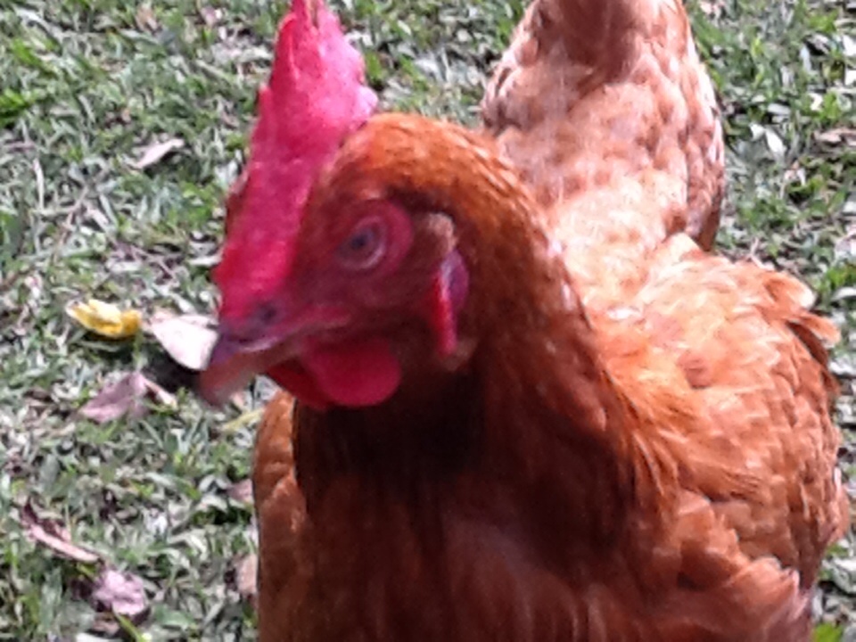 This is Pocahontas she's named this because she has two tail feathers sticking up!