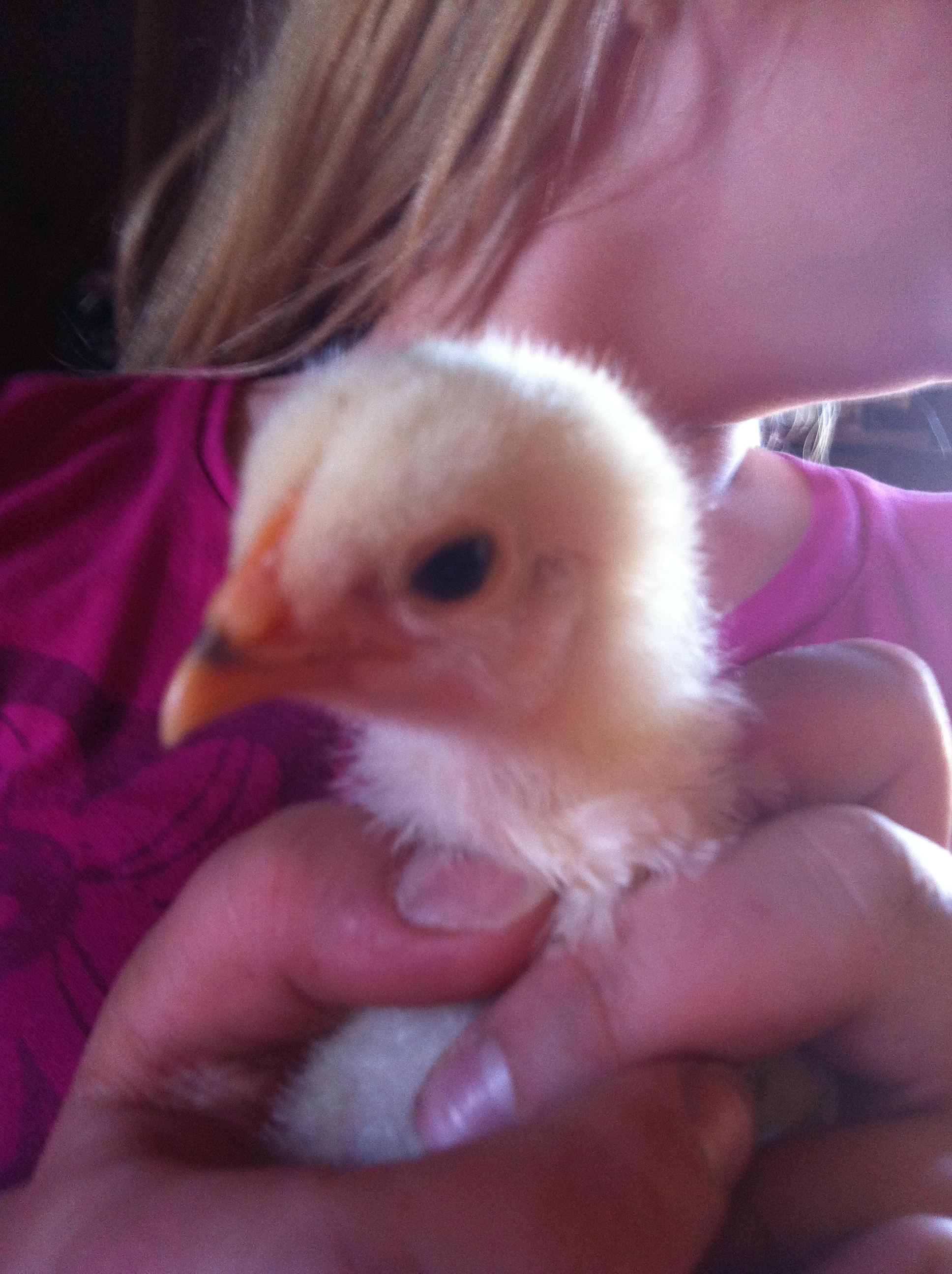 This is Popcorn at about 3 weeks. Were are told she is a Brahma.