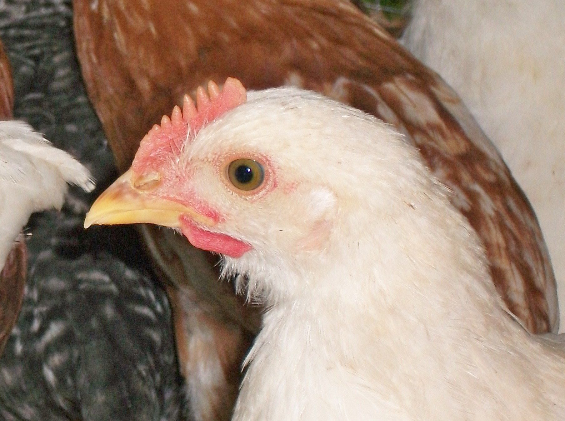 This is Popcorn . she is the first to me