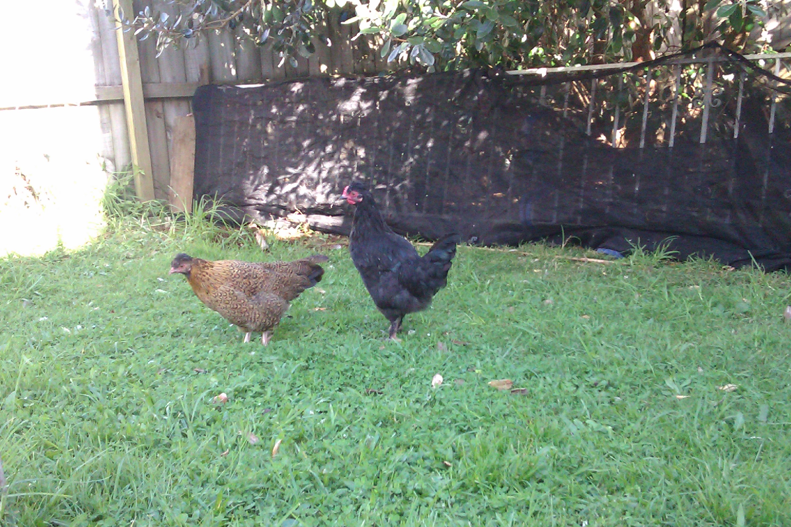 This is Princess with Grumpy (the black poofy one). He went missing a few days after this photo was taken, and left Princess, who adored following him, lonely and sad.