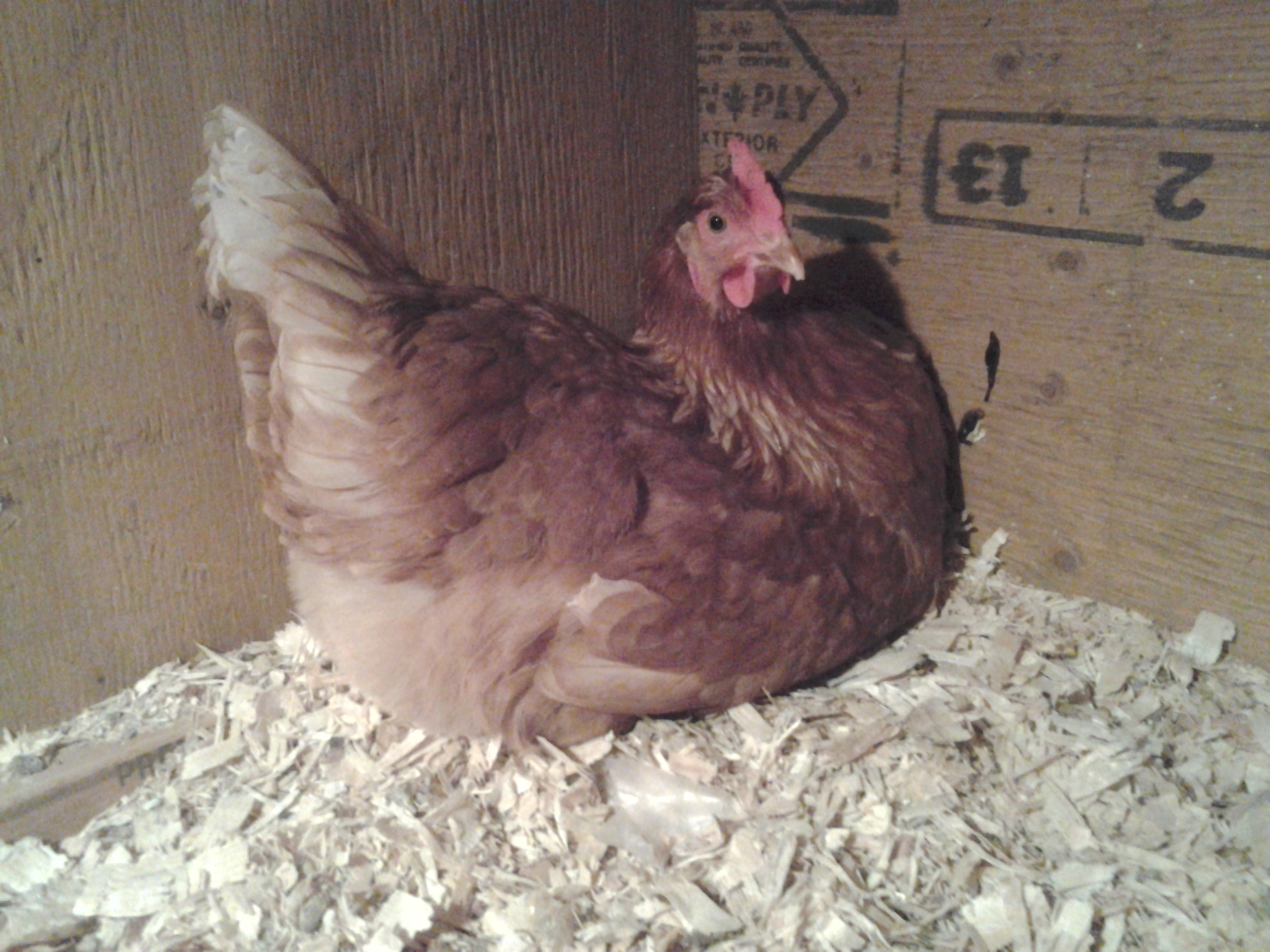 This is Prissy laying an egg in her nest.  Prissy spends a long time building her nest.  She carried one wood shaving at a time to her nest and decorated it with her own feathers too!  She uses the finest shavings!  If Speckles goes into her nest and starts ruining it, Prissy's pupils go big and in her head she is thinking, "NNNO!"  Sometimes Prissy tries to rebuild Speckles's sloppy nest the right way!