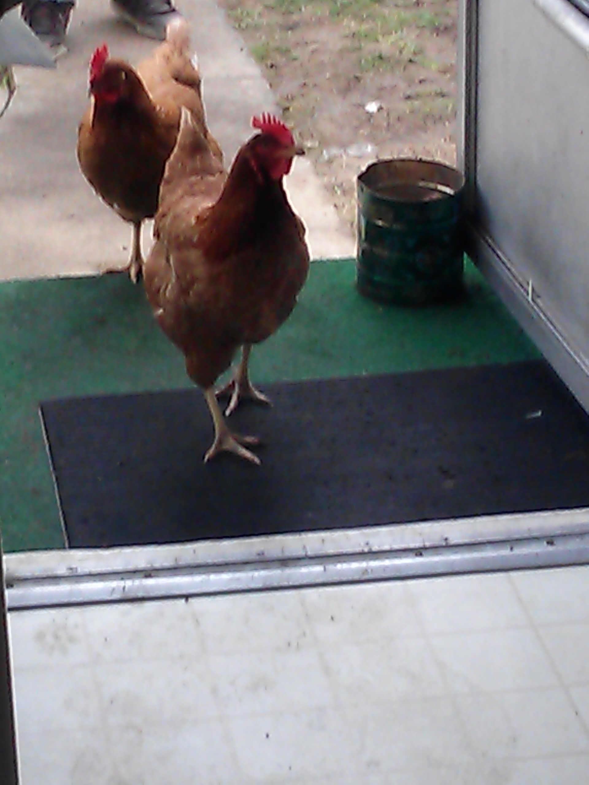 This is Queen Dottie and Mary Jane following. They love coming in the house and seeing what's for breakfast, lunch and dinner!! :)